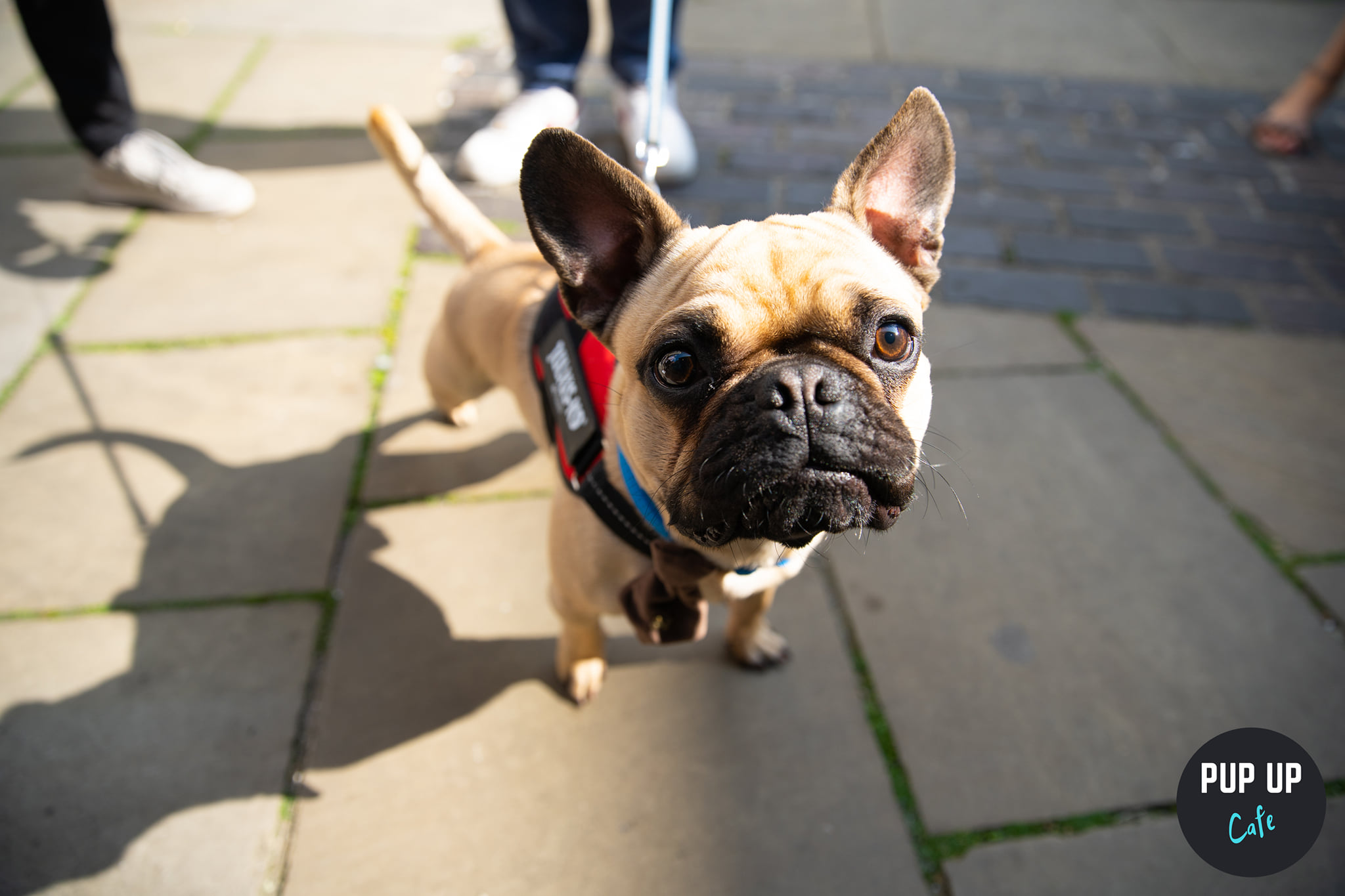 Frenchie Pup Up Cafe – Birmingham