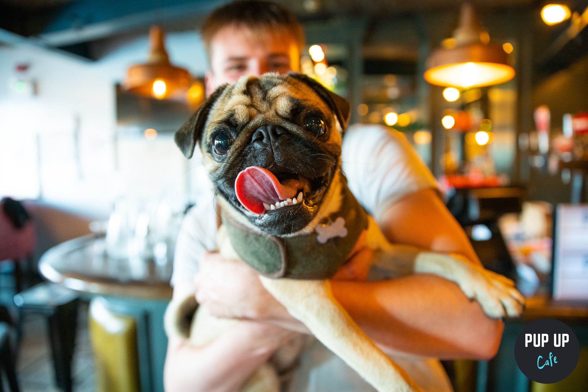 Pug Pup Up Cafe – Harrogate