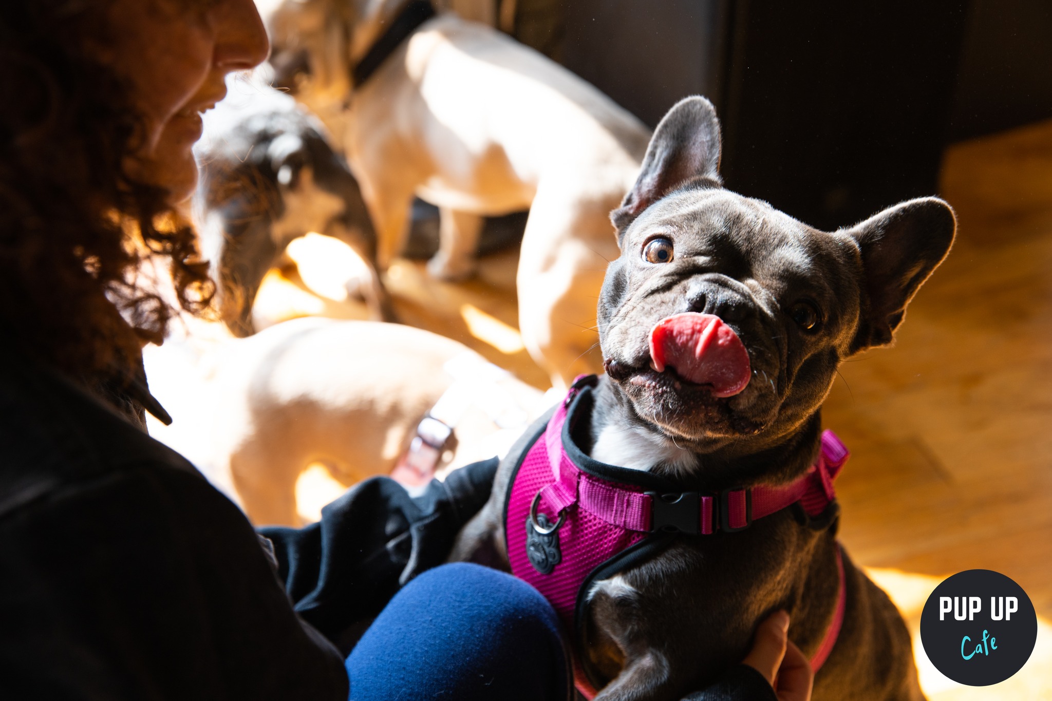 Frenchie Pup Up Cafe – Harrogate