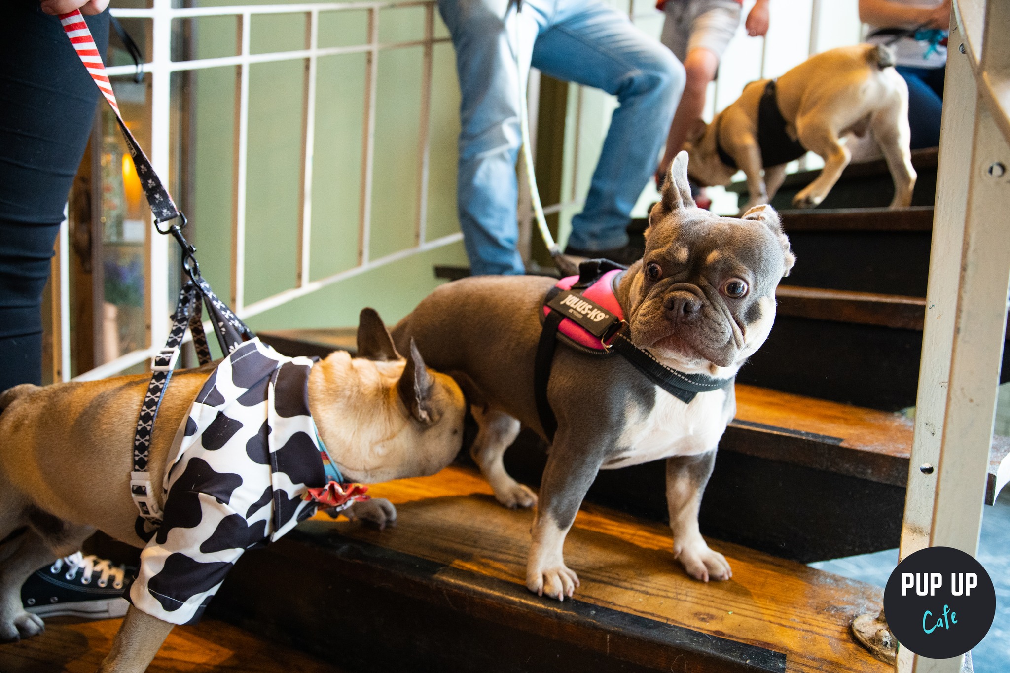 Frenchie Pup Up Cafe – Huddersfield