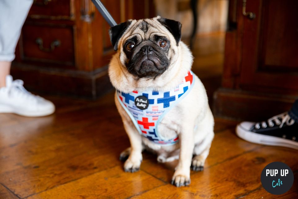 Pug Pup Up Cafe – Southampton