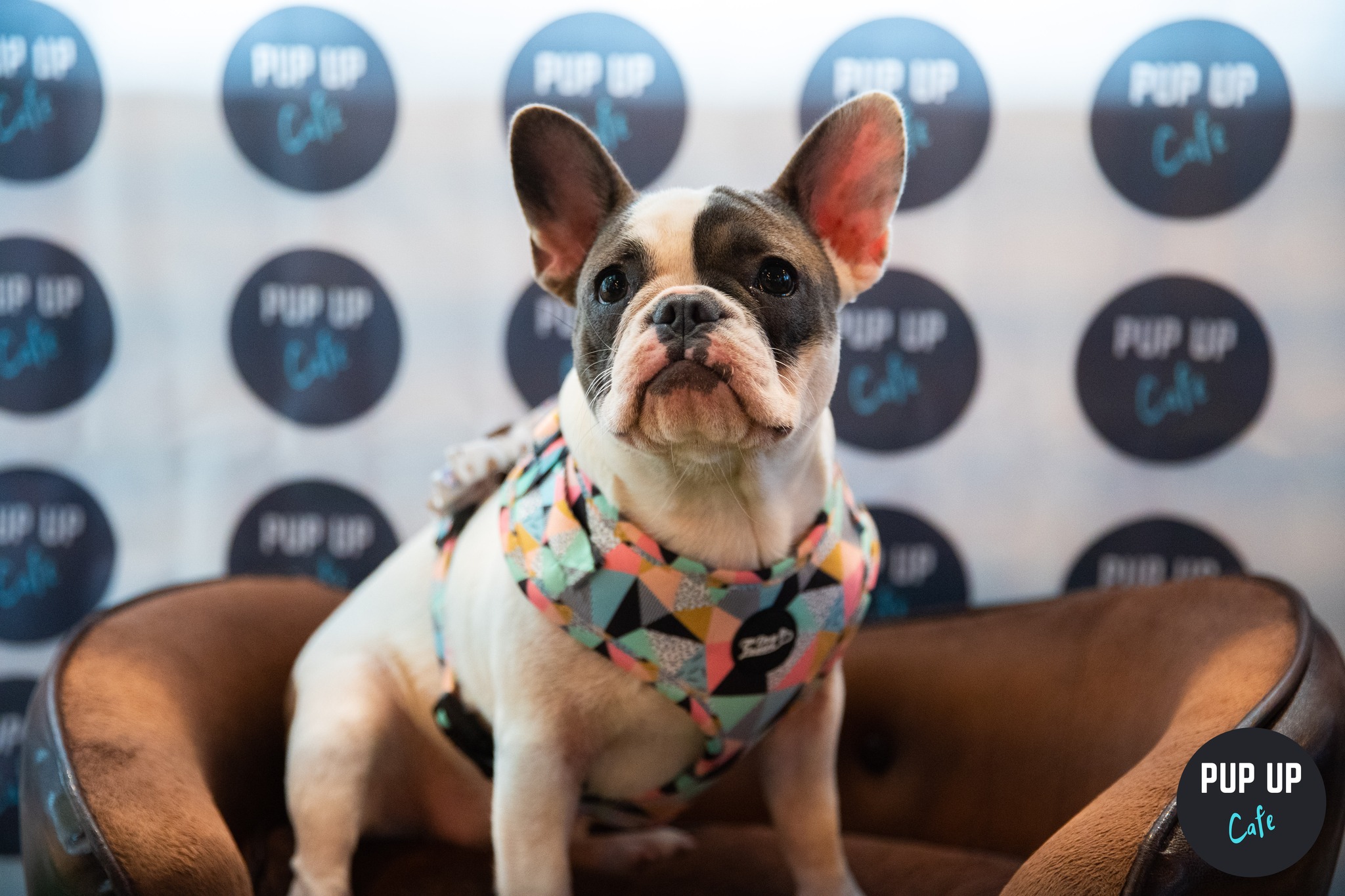 Frenchie Pup Up Cafe – Southampton