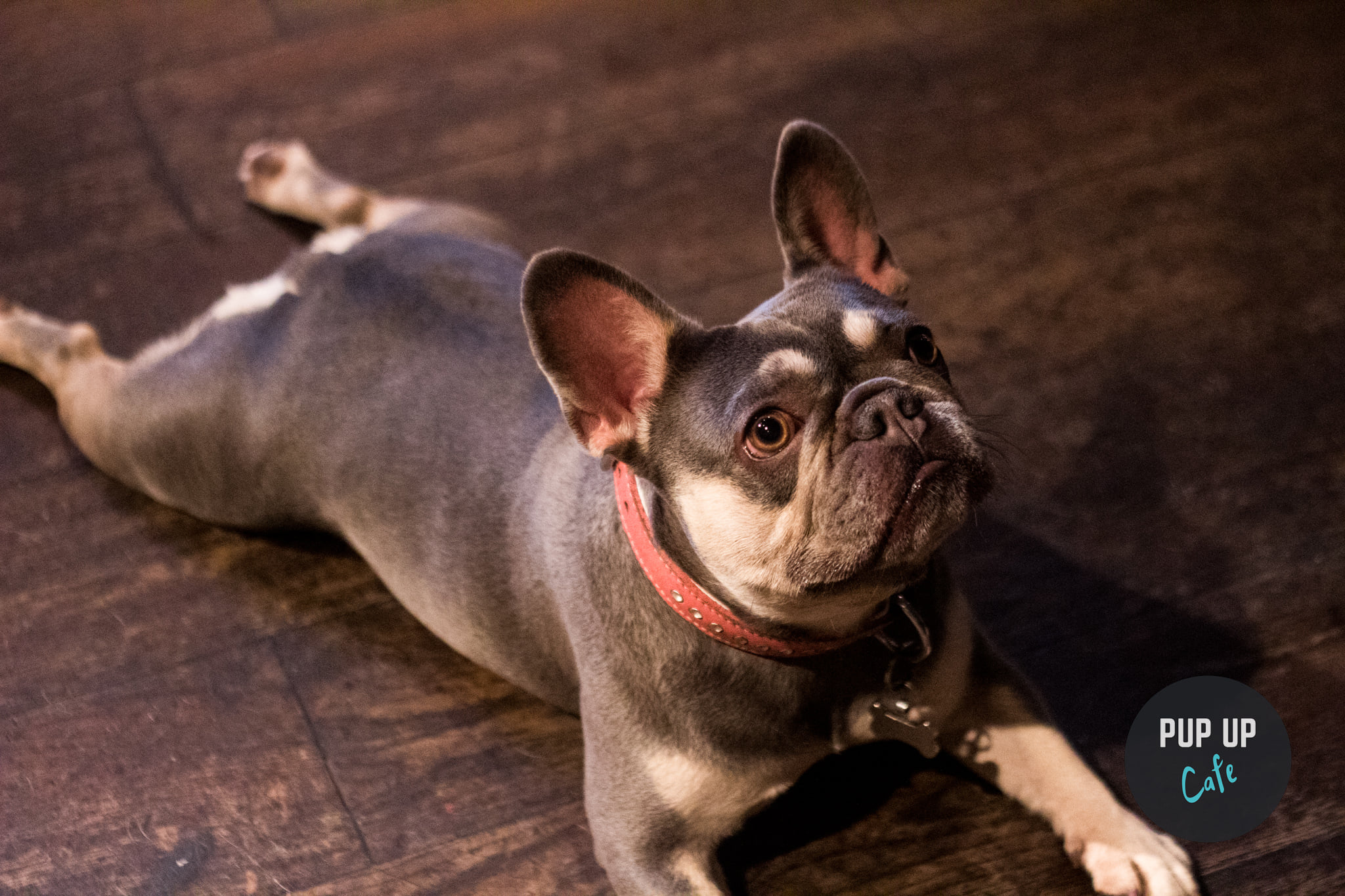 Frenchie Pup Up Cafe – Southend