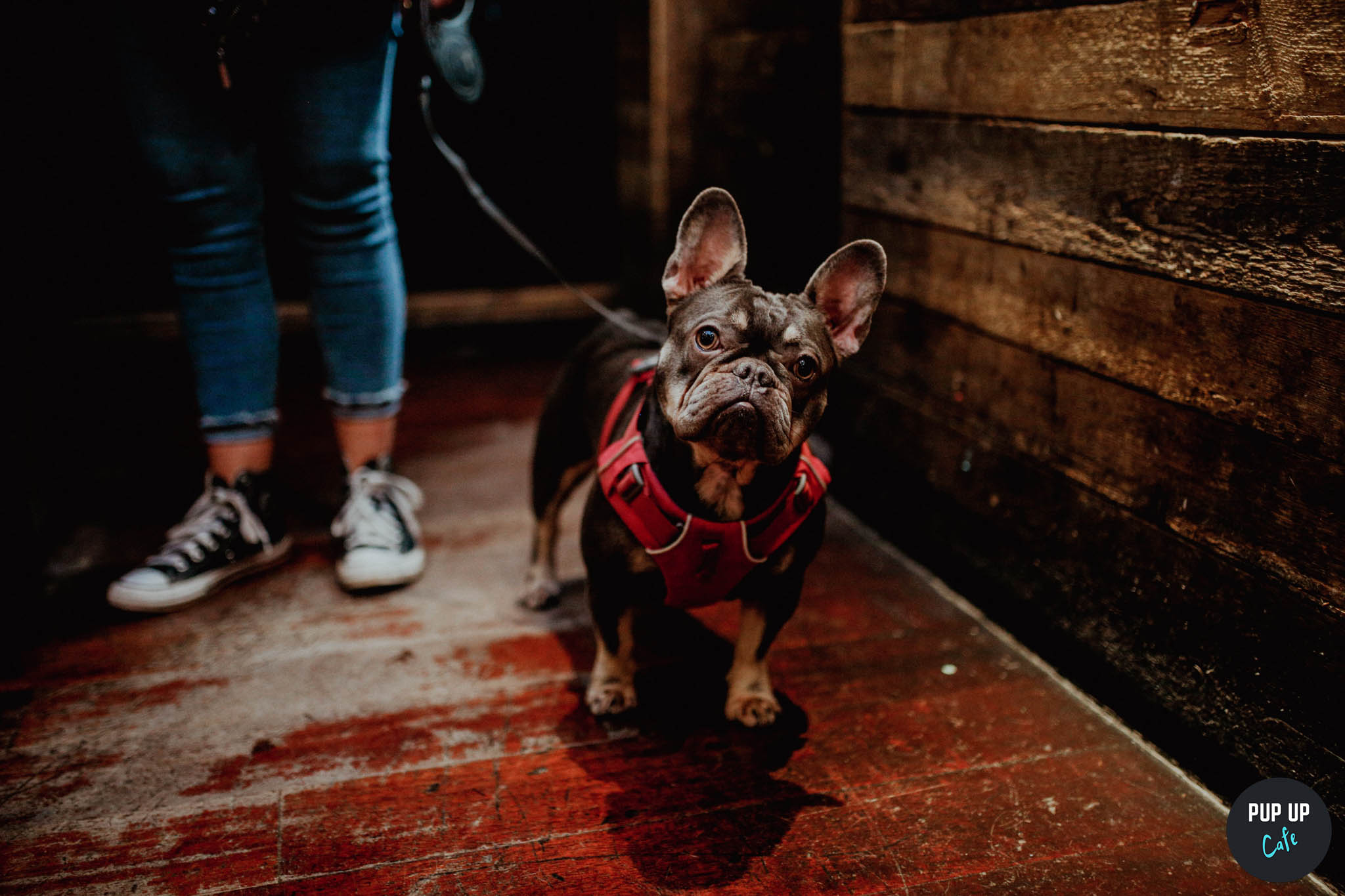 Frenchie Pup Up Cafe – Sheffield