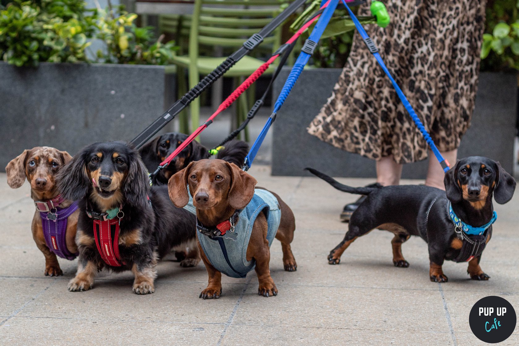 Dachshund Pup Up Cafe – Newcastle