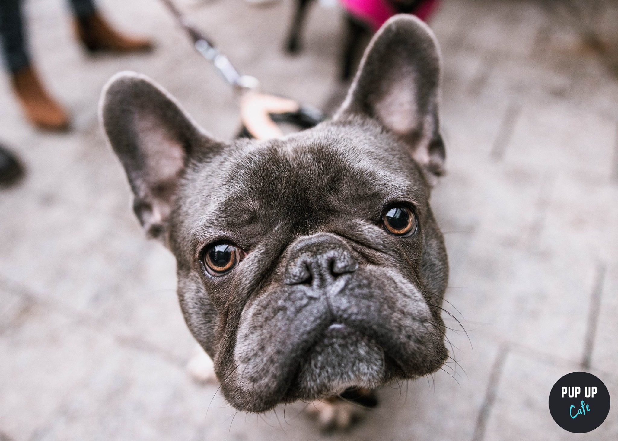 Frenchie Pup Up Cafe – London Excel