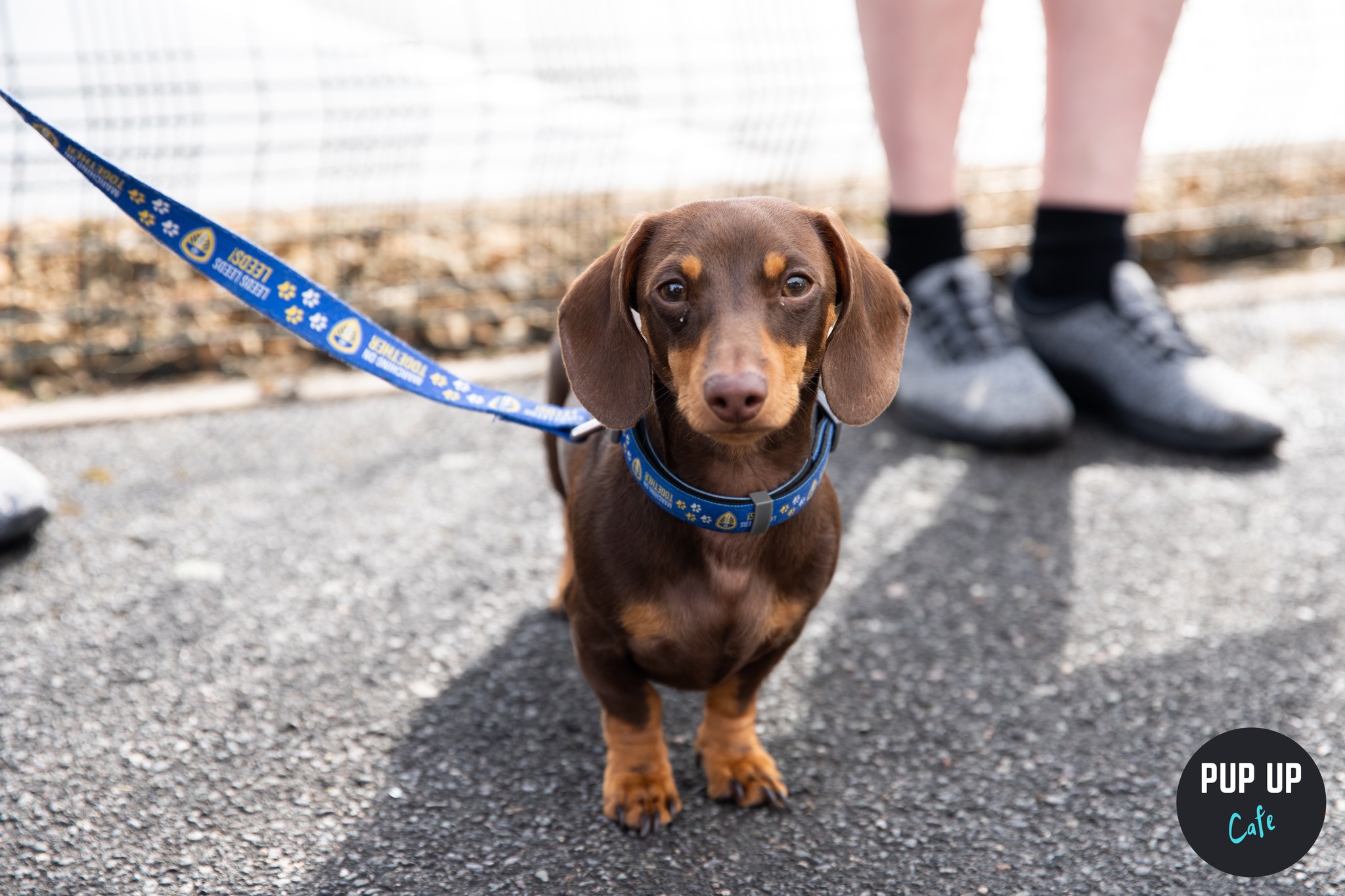 Dachshund Pup Up Cafe – Bournemouth