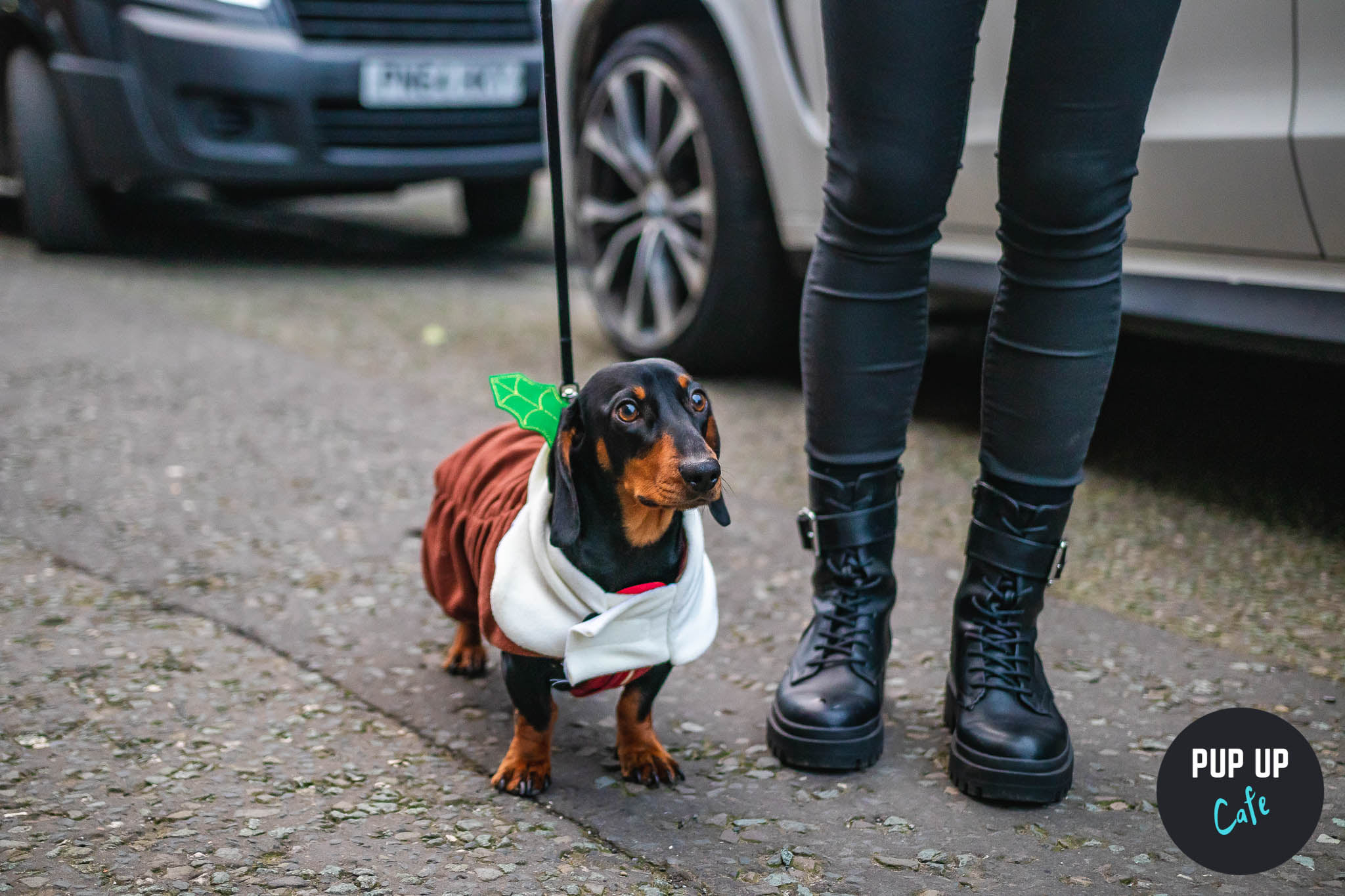 Wycombe – Dachshund Christmas Tour 🤶🎄🎅