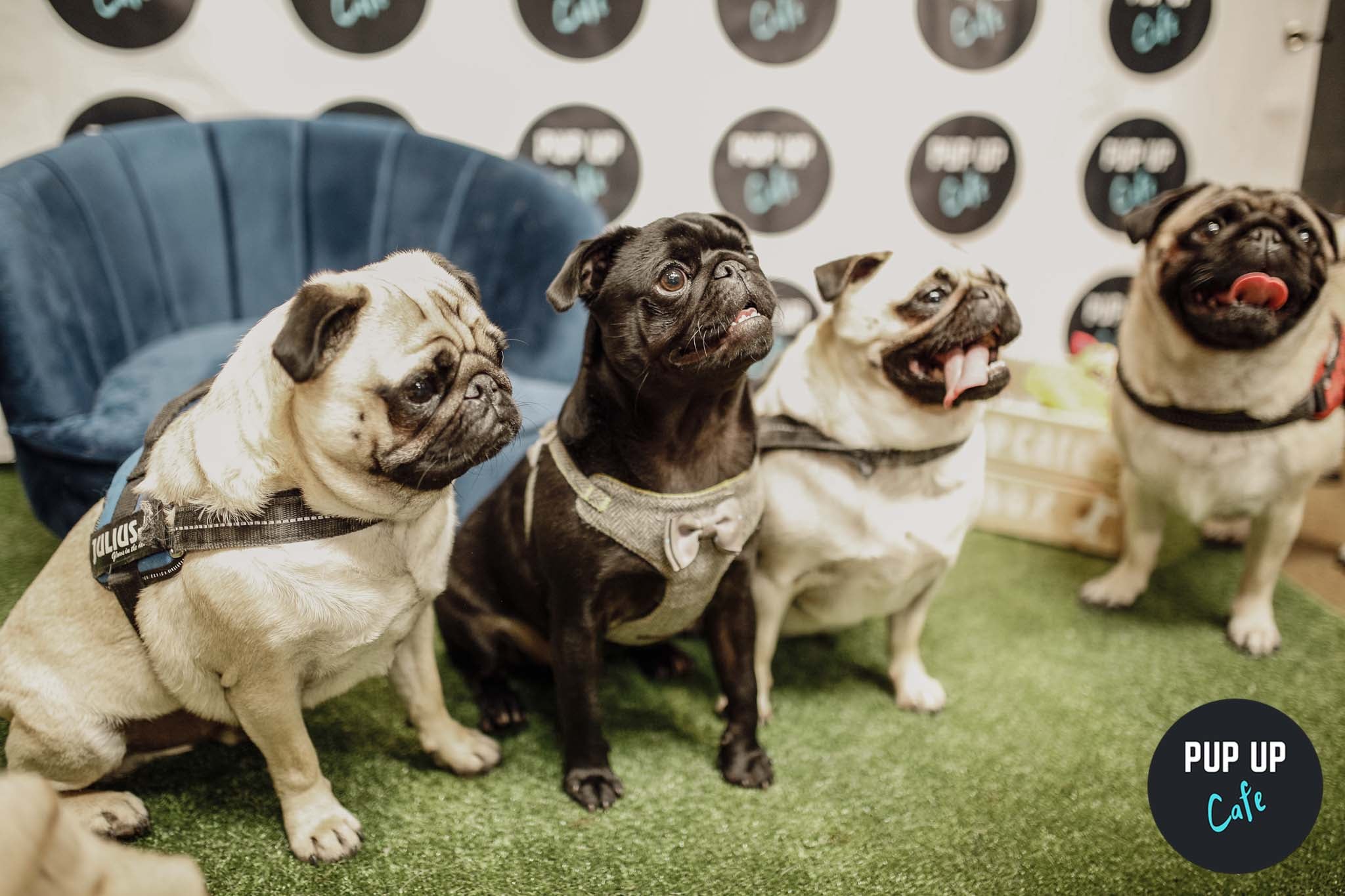 Pug Pup Up Cafe – Milton Keynes