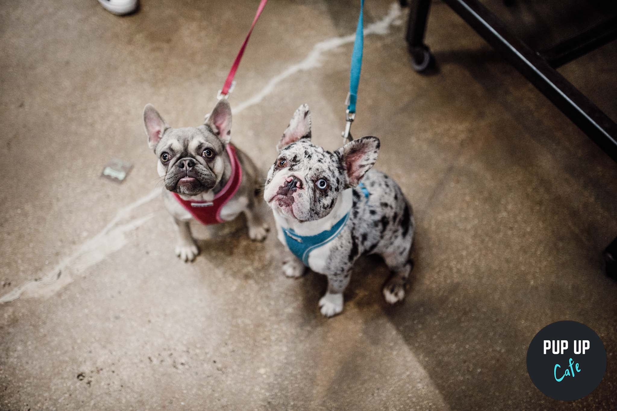 Frenchie Pup Up Cafe – Milton Keynes