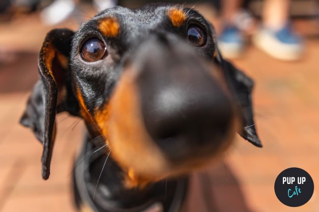 Dachshund Pup Up Cafe – Bristol