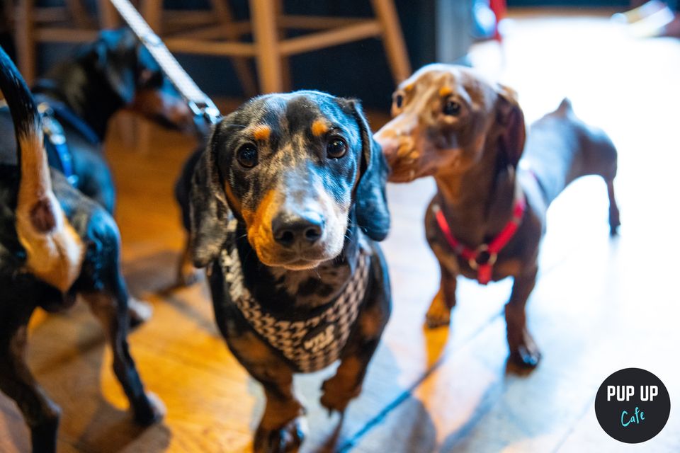 Dachshund Pup Up Cafe – London