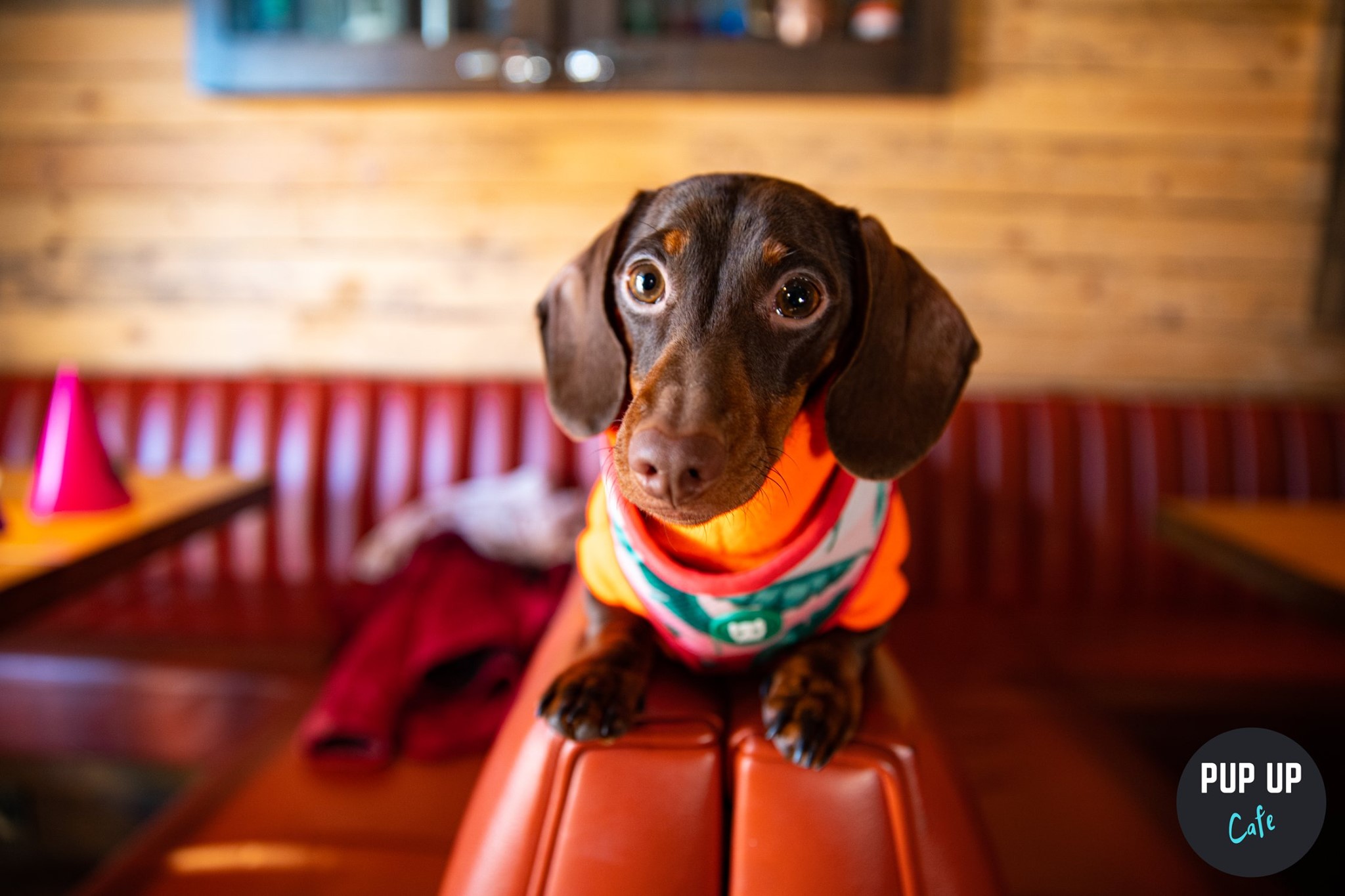 Dachshund Pup Up Cafe – Birmingham