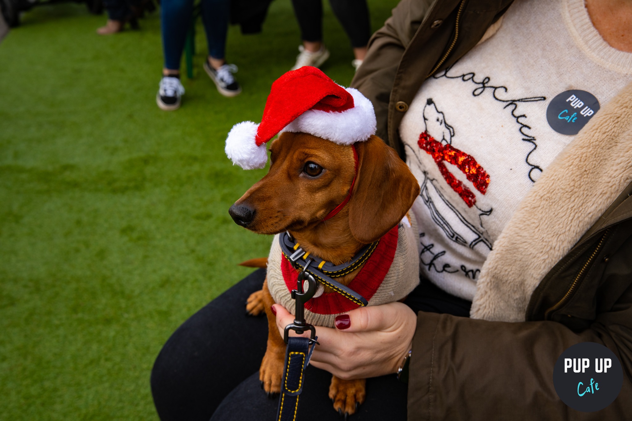 Bournemouth – Dachshund Christmas Tour 🤶🎄🎅