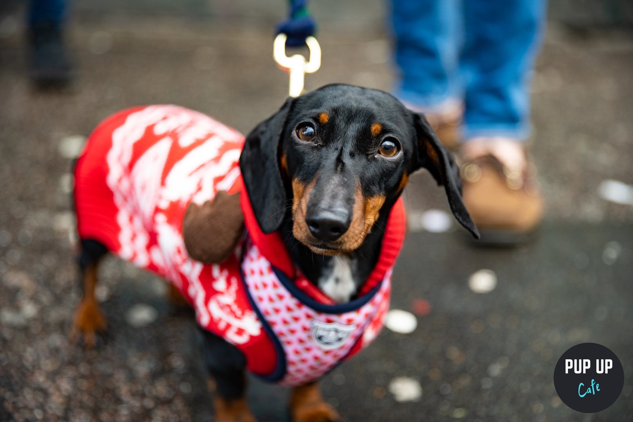 Stafford – Dachshund Christmas Tour 🤶🎄🎅