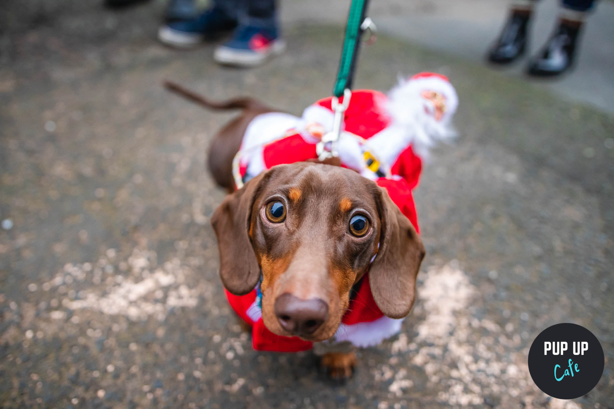 Sheffield – Dachshund Christmas Tour 🤶🎄🎅