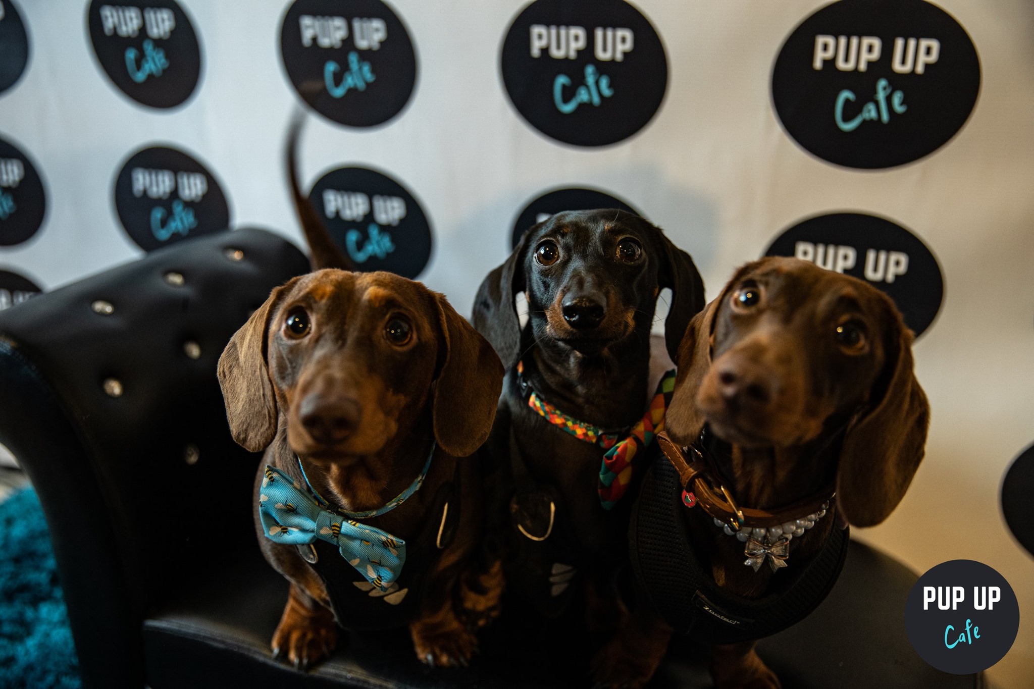 Dachshund Pup Up Cafe – Liverpool