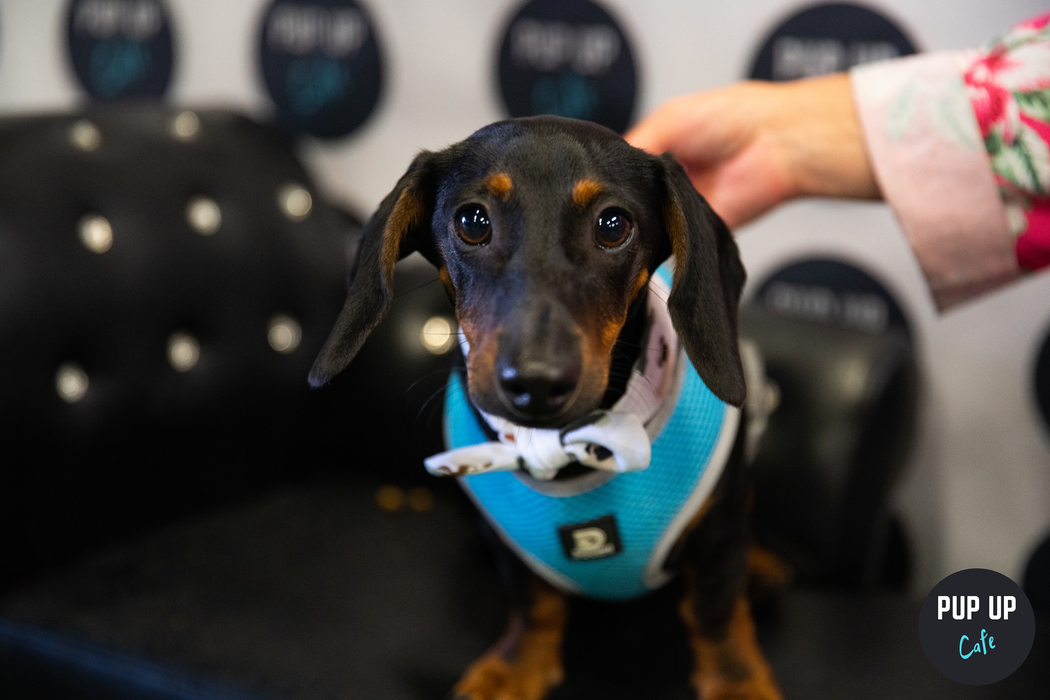 Dachshund Pup Up Cafe – London