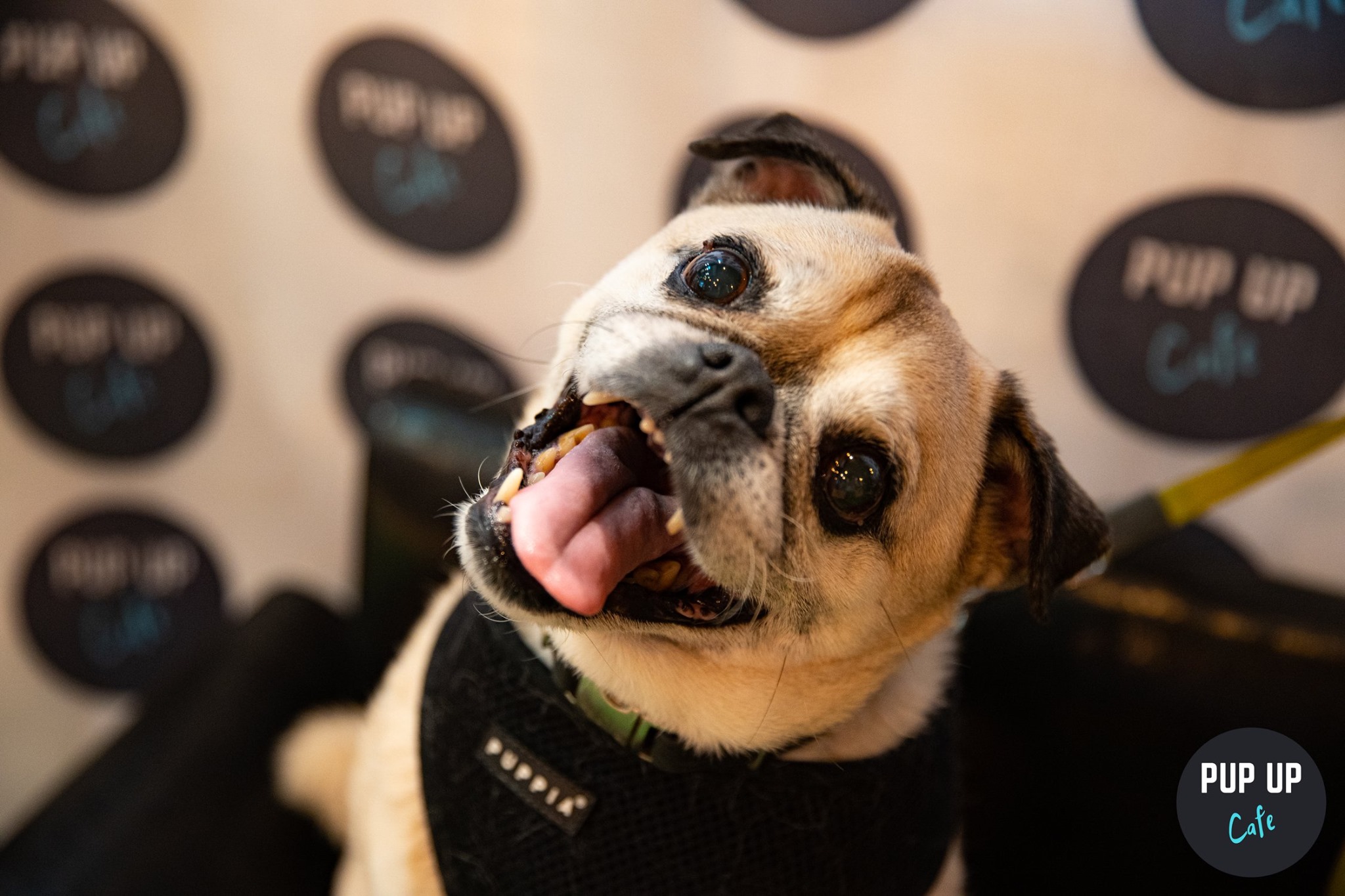 Pug & Frenchie Pup Up Cafe – London