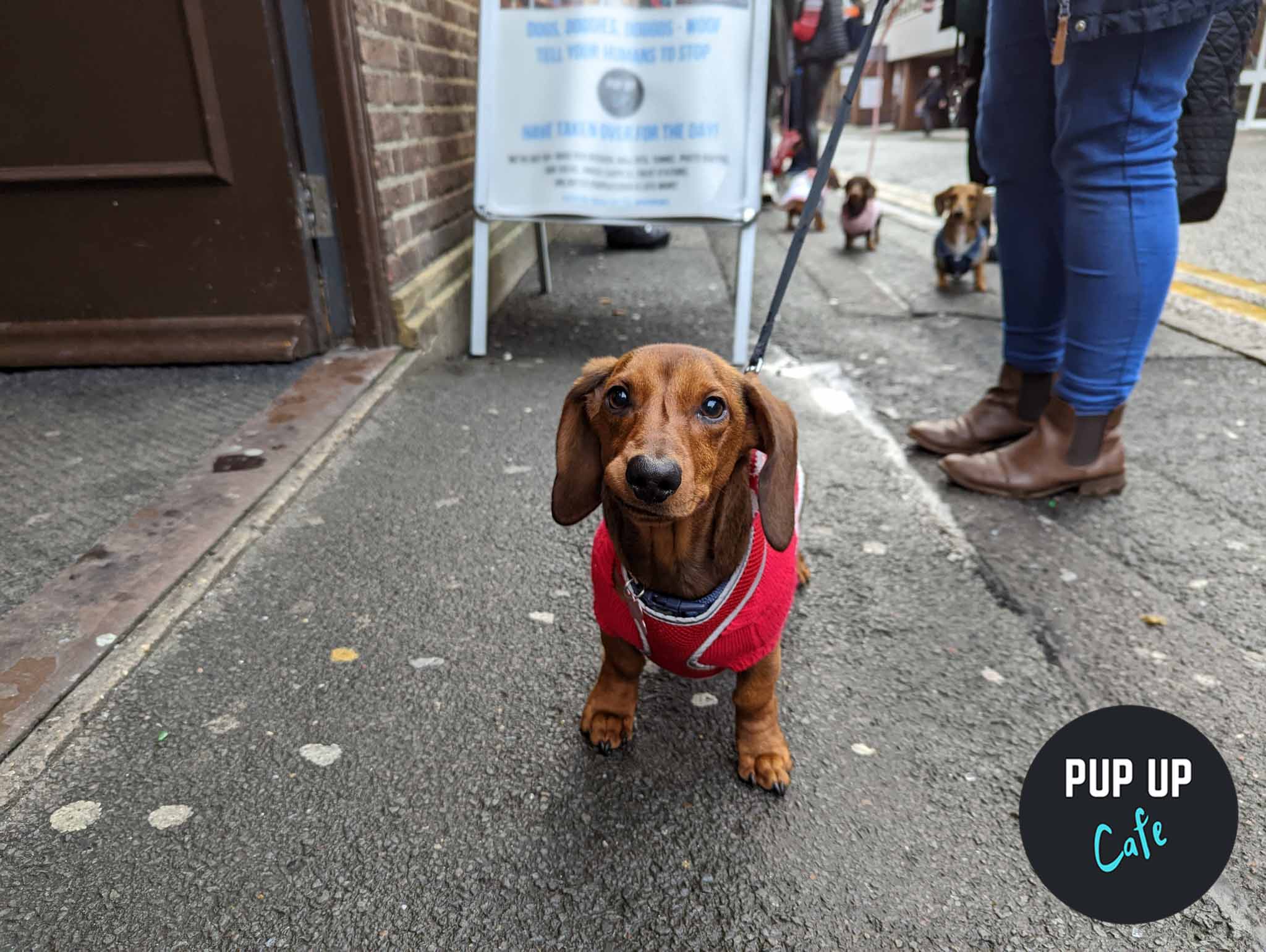 Dachshund Pup Up Cafe – Glasgow