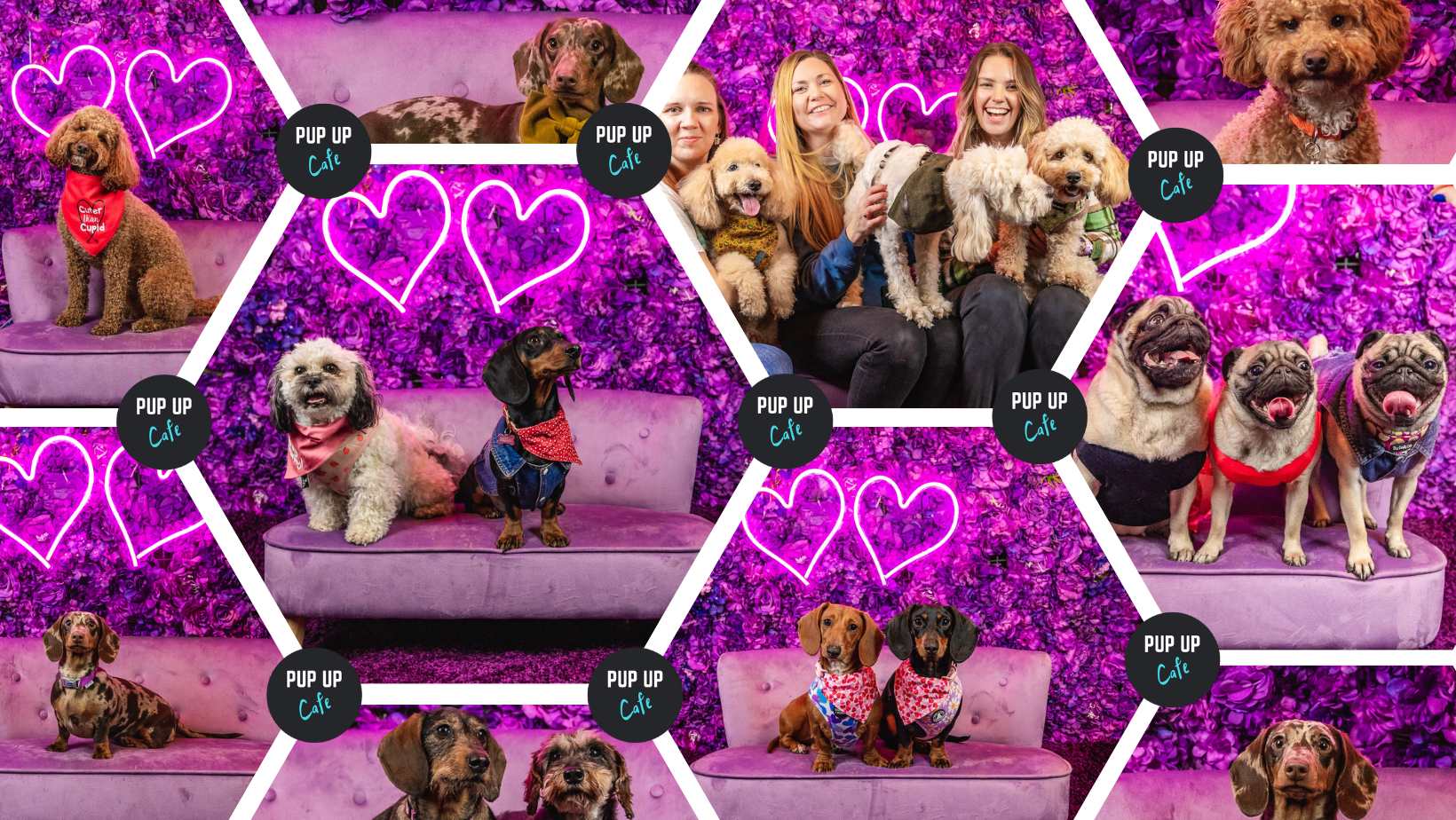 Pup Up Cafe: Valentines in Torquay! 💜 (Dachshunds/Pugs/All Paws!)