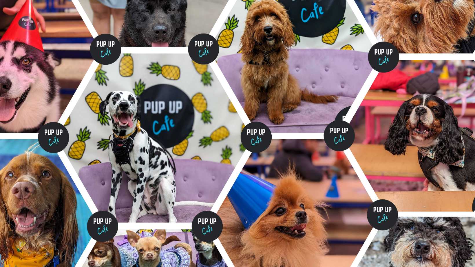 All Paws Welcome Pup Up Cafe – Stafford