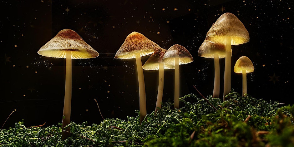 Seed Talks: The Science of Magic Mushrooms with Dr Mourad Wahba