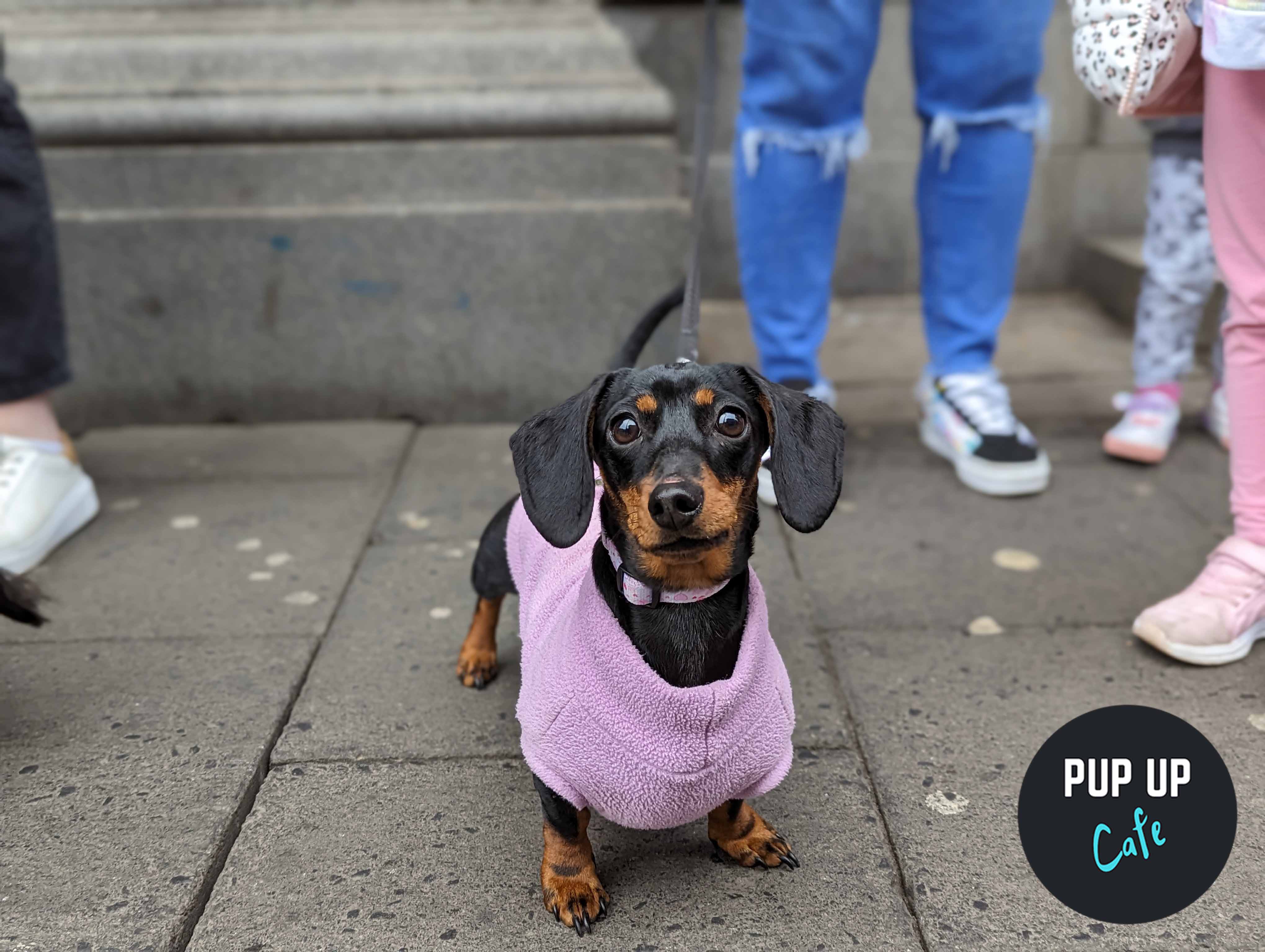 Dachshund Pup Up Cafe – Southampton