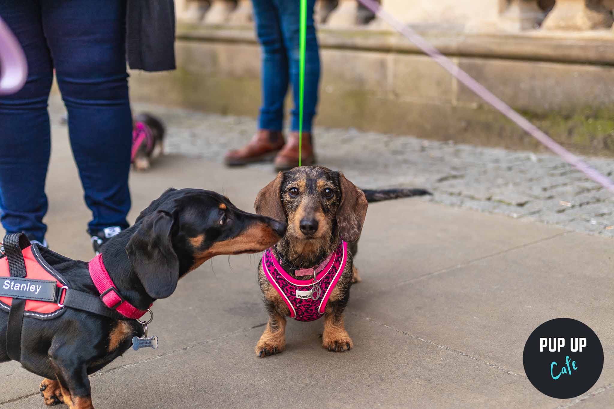 Dachshund Pup Up Cafe – Milton Keynes