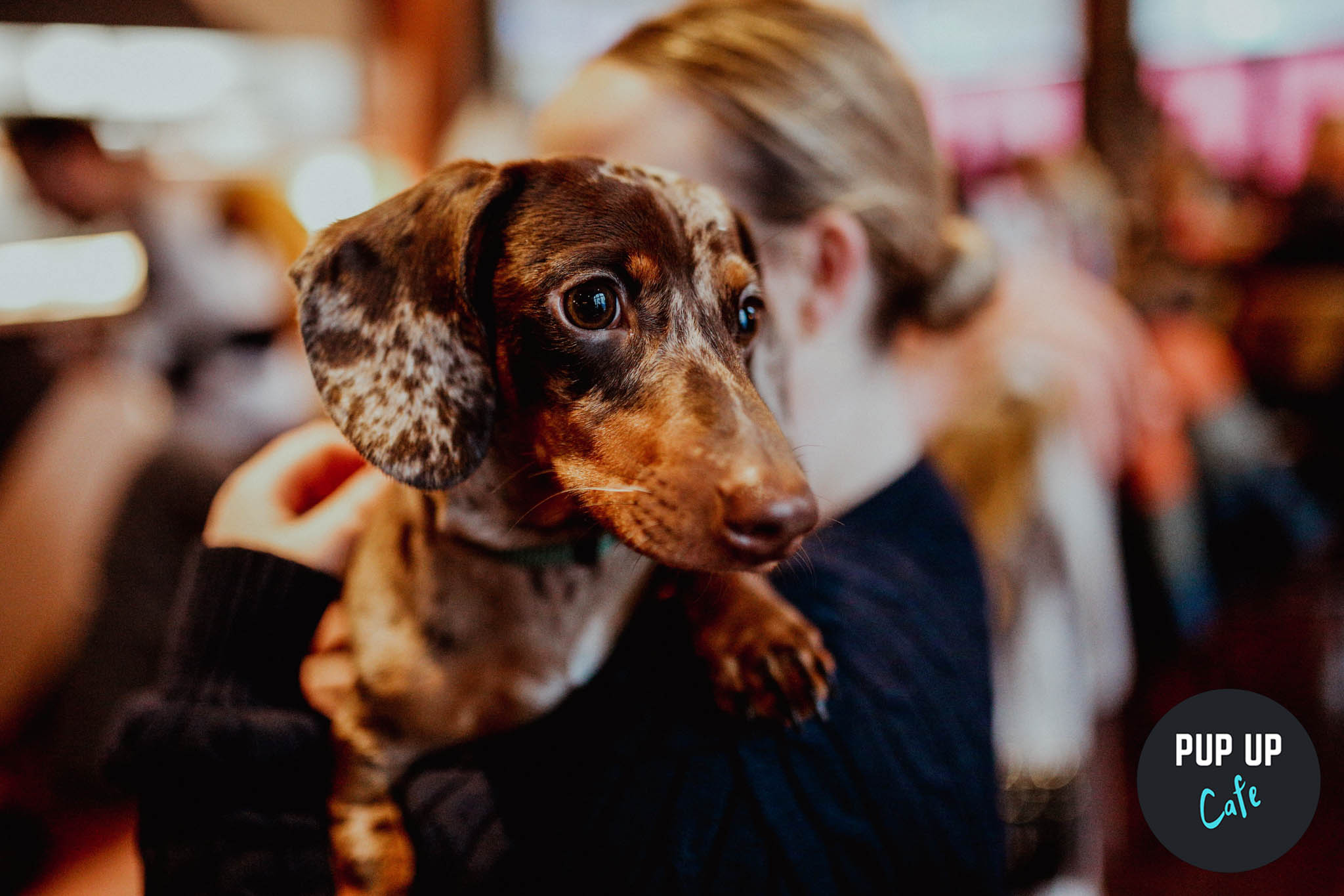 Dachshund Pup Up Cafe – Reading