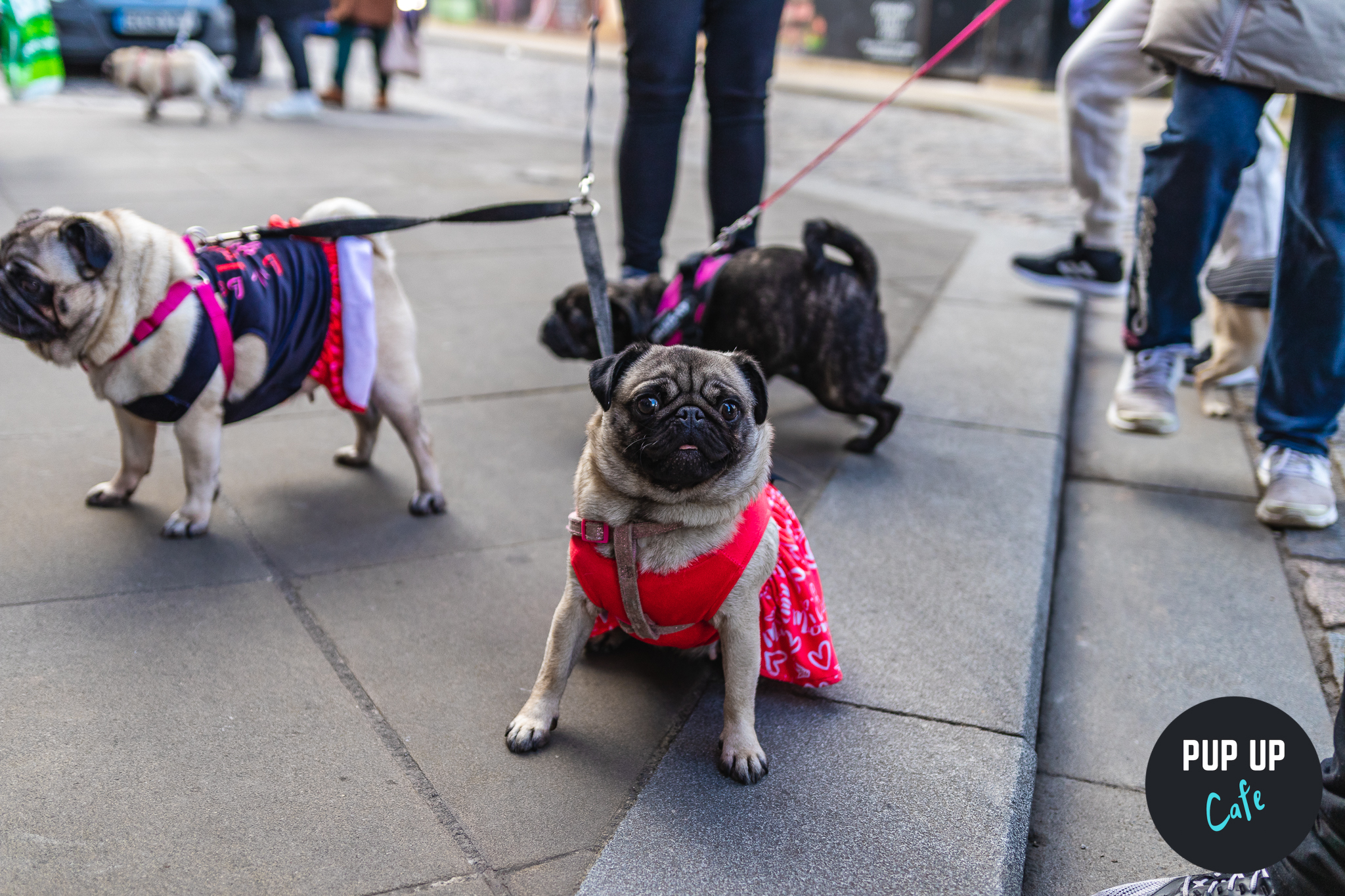 Pug & Frenchie Pup Up Cafe – Nottingham