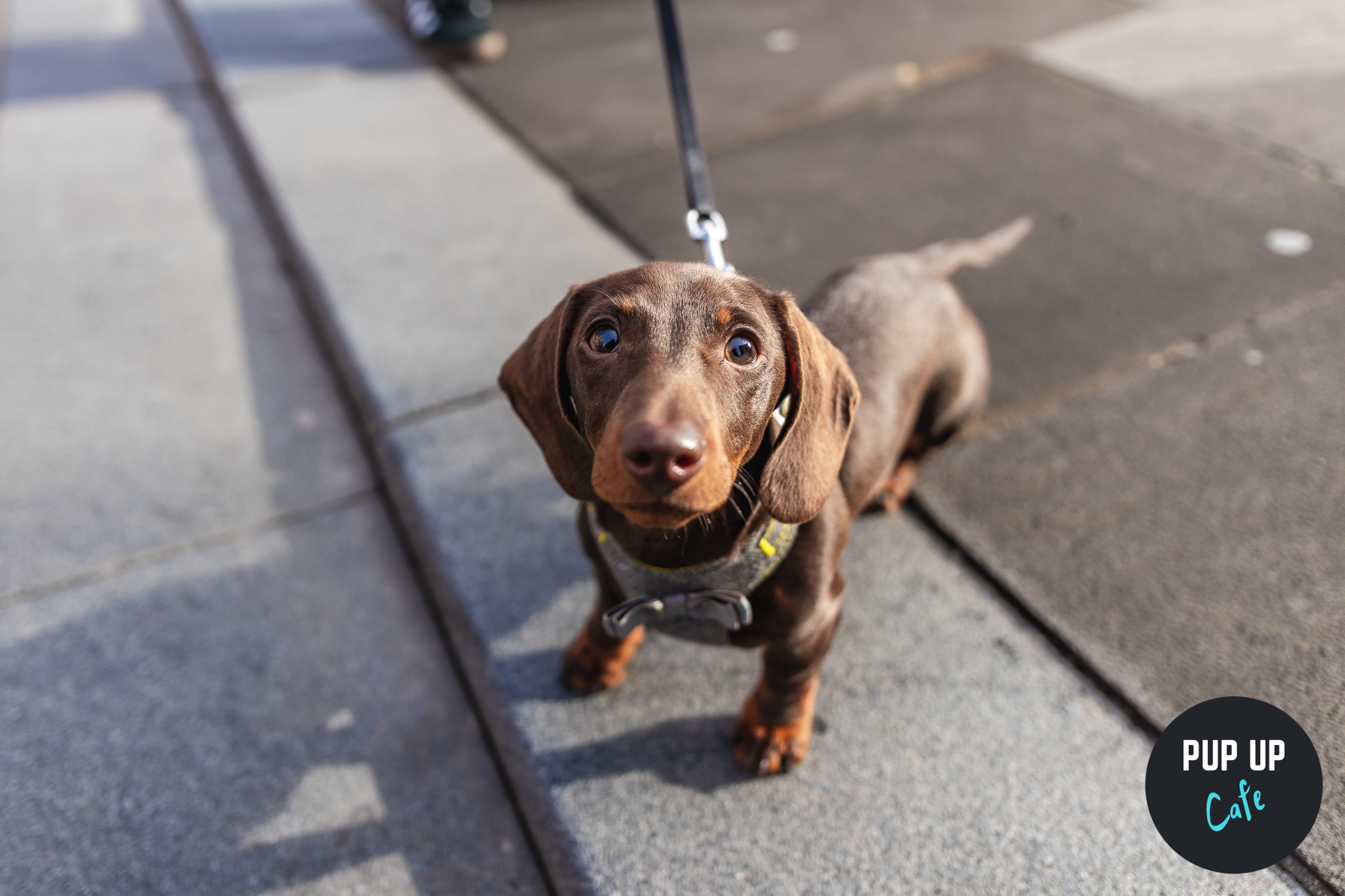 Dachshund Pup Up Cafe – Nottingham