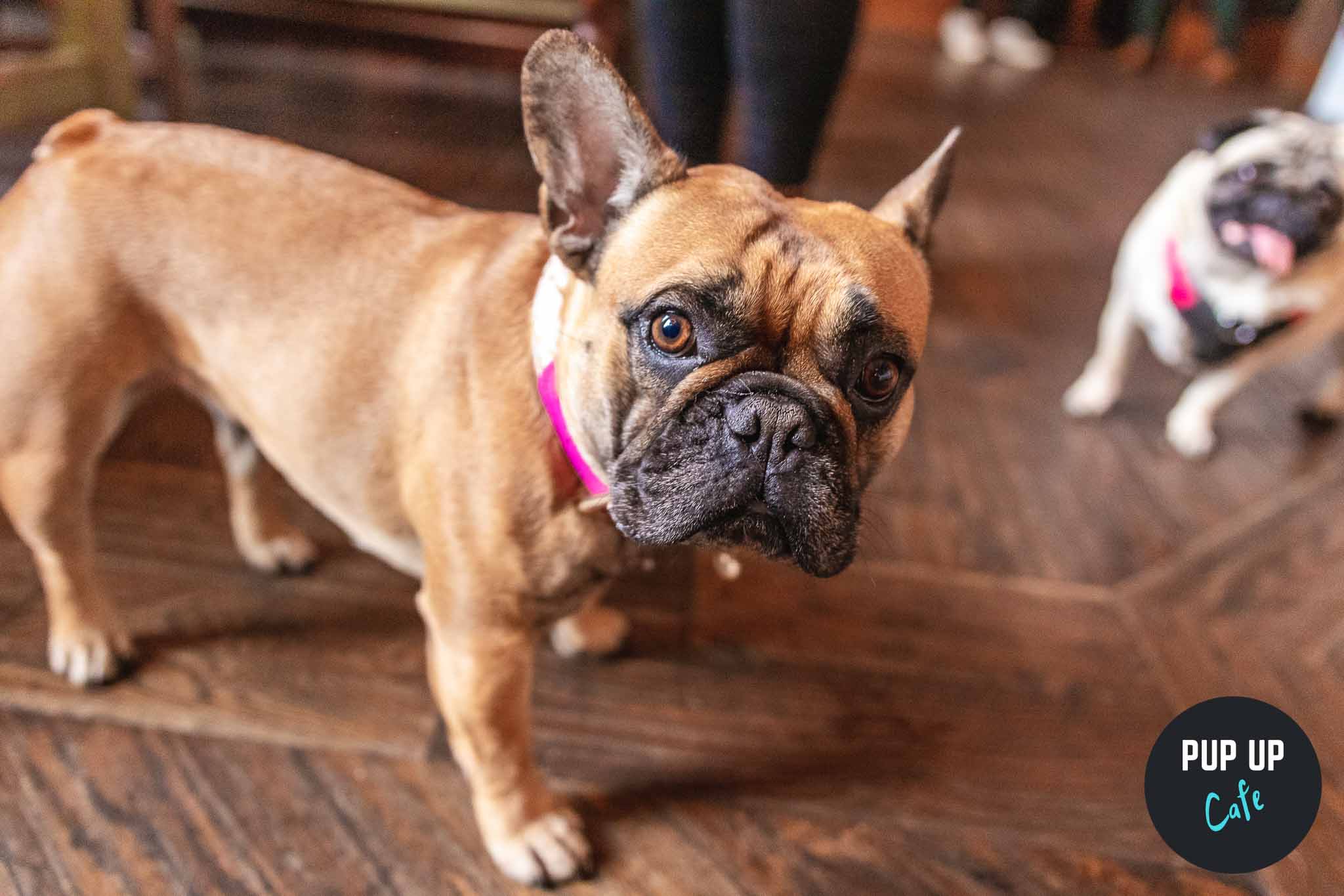 Pug & Frenchie Pup Up Cafe – Southampton