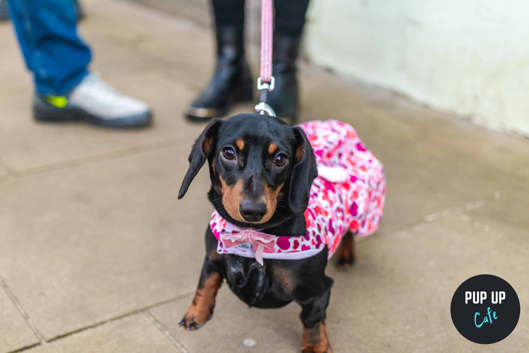 Dachshund Pup Up Cafe – Southend