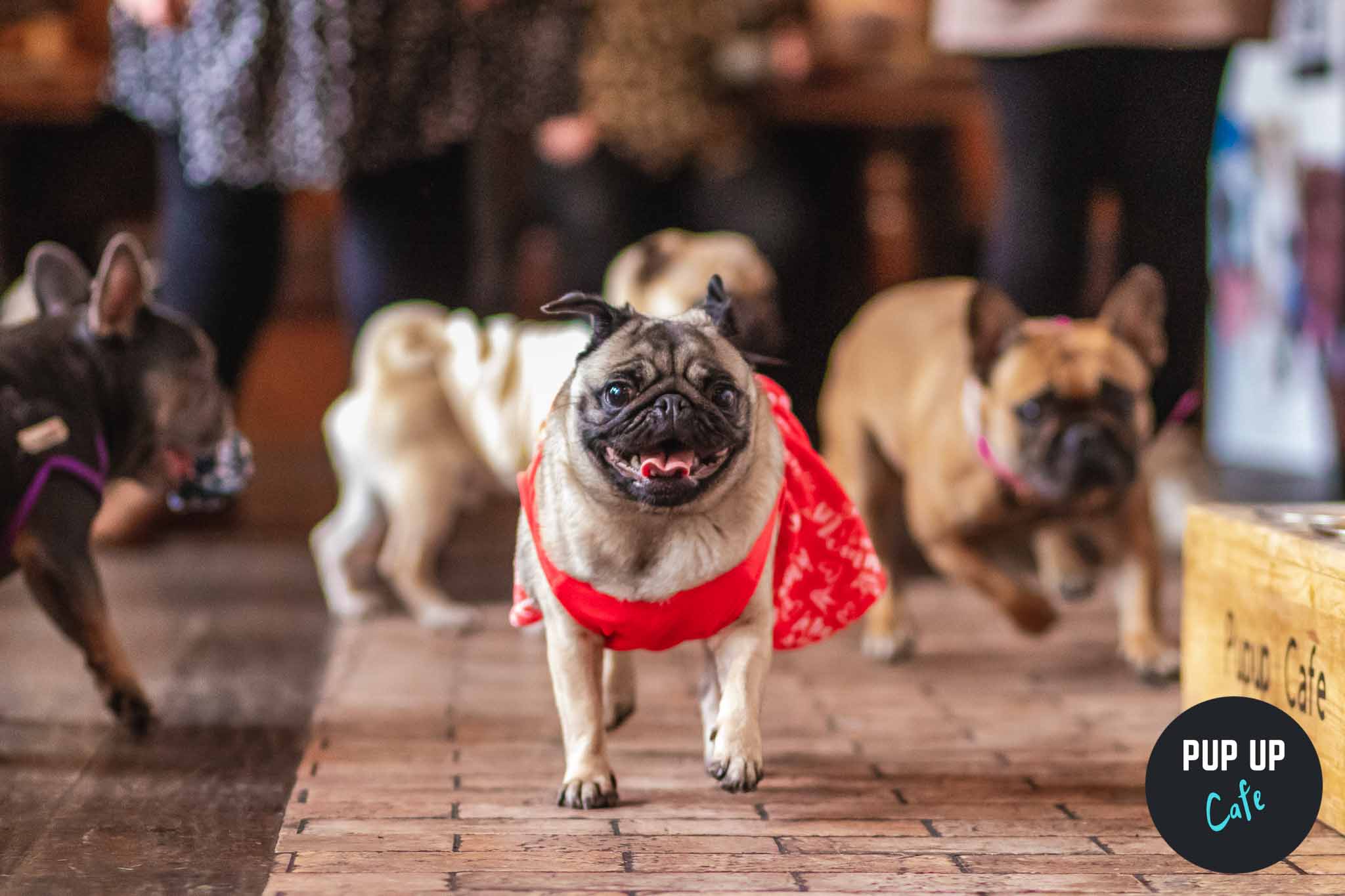 Pug Pup Up Cafe – Southend