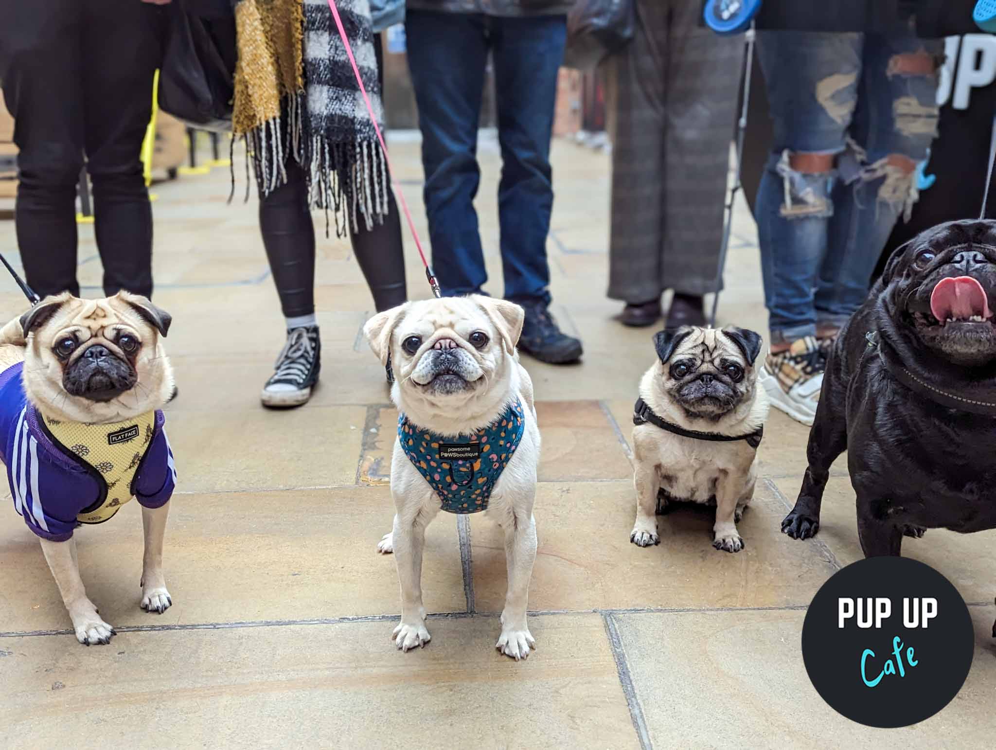 ALL BREEDS Pup Up Cafe – Southampton | SUMMER TOUR! 🌞 (Dachshund/Pug/Frenchie/Doodle/Other)