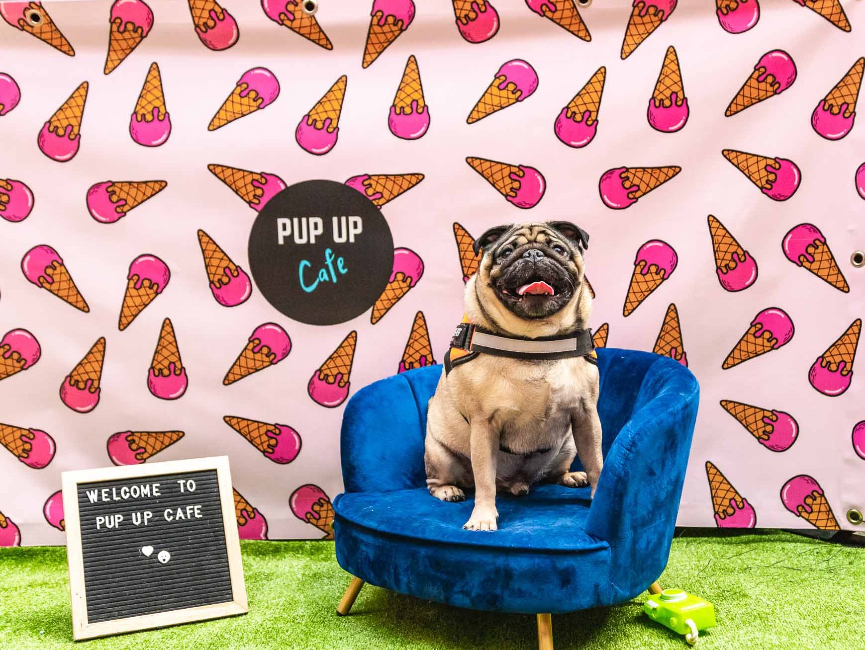 Pug Pup Up Cafe – Manchester