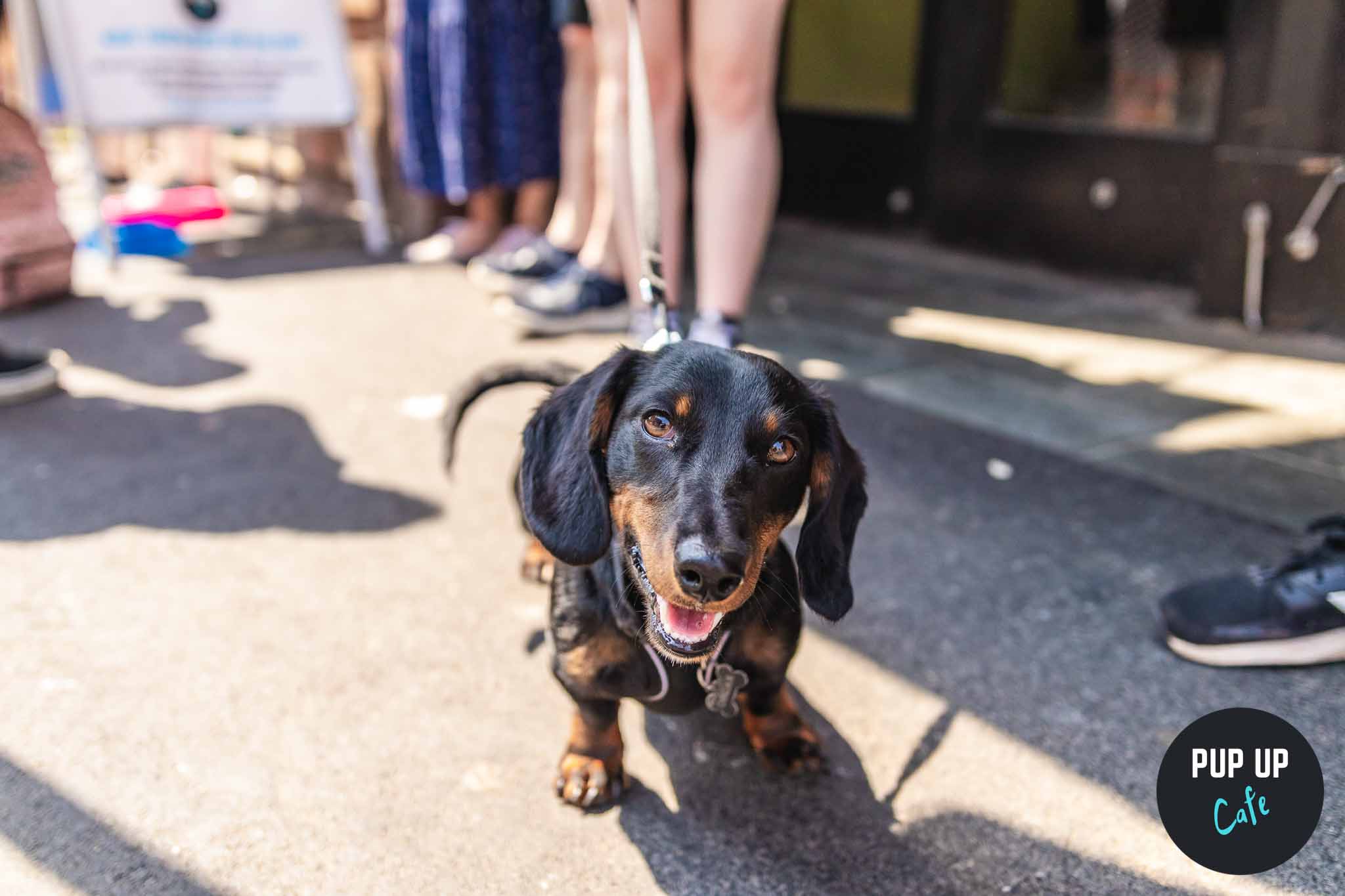 Dachshund Pup Up Cafe – Southend