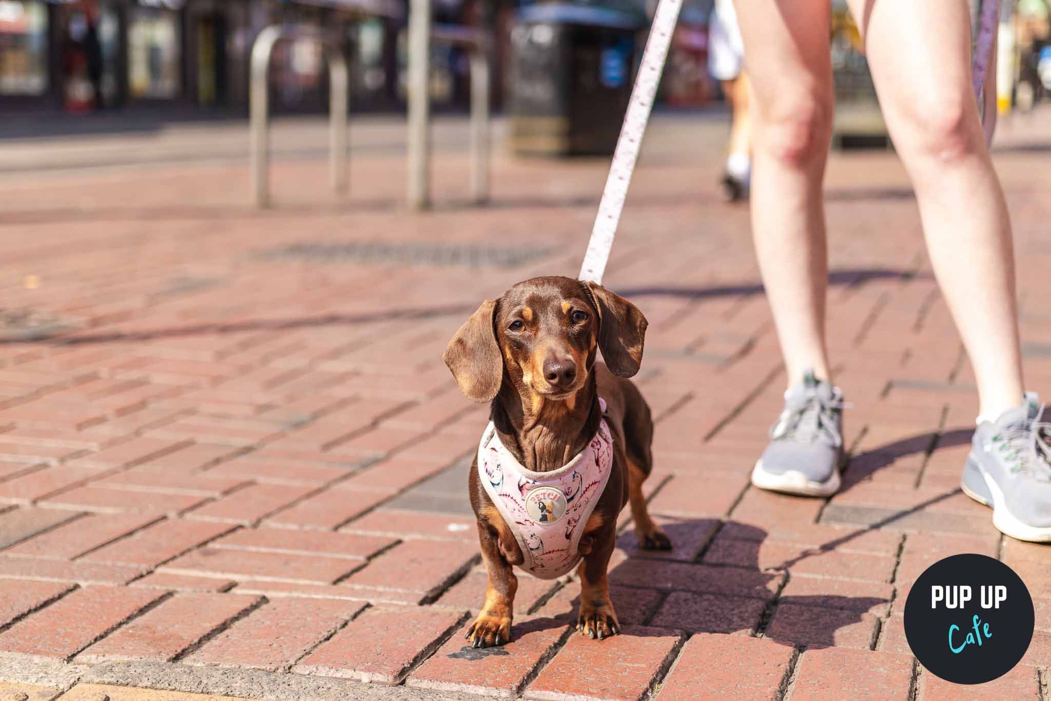 Dachshund Pup Up Cafe – Plymouth