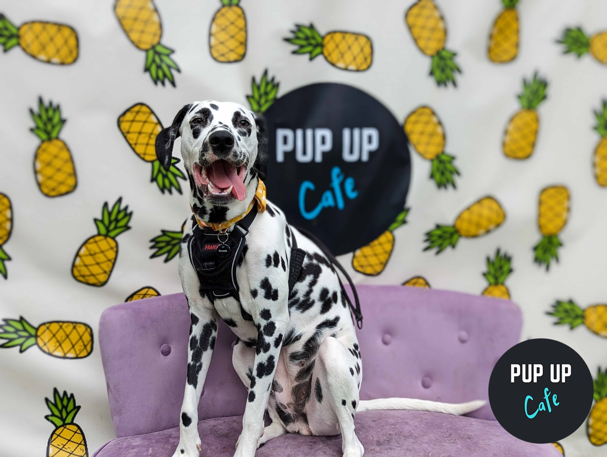 All Paws Welcome Pup Up Cafe – Sheffield