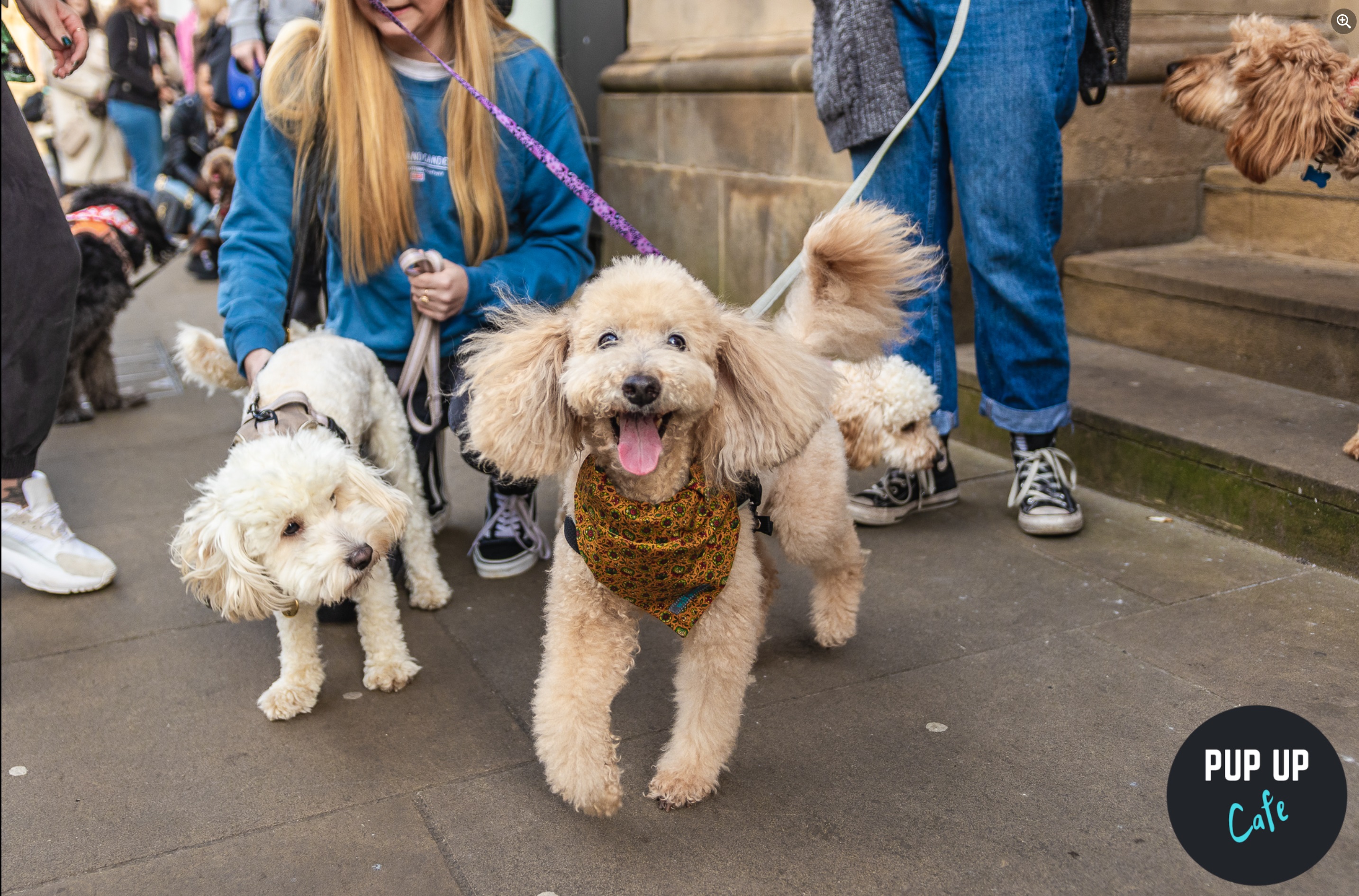 Doodle Pup Up Cafe – Bournemouth