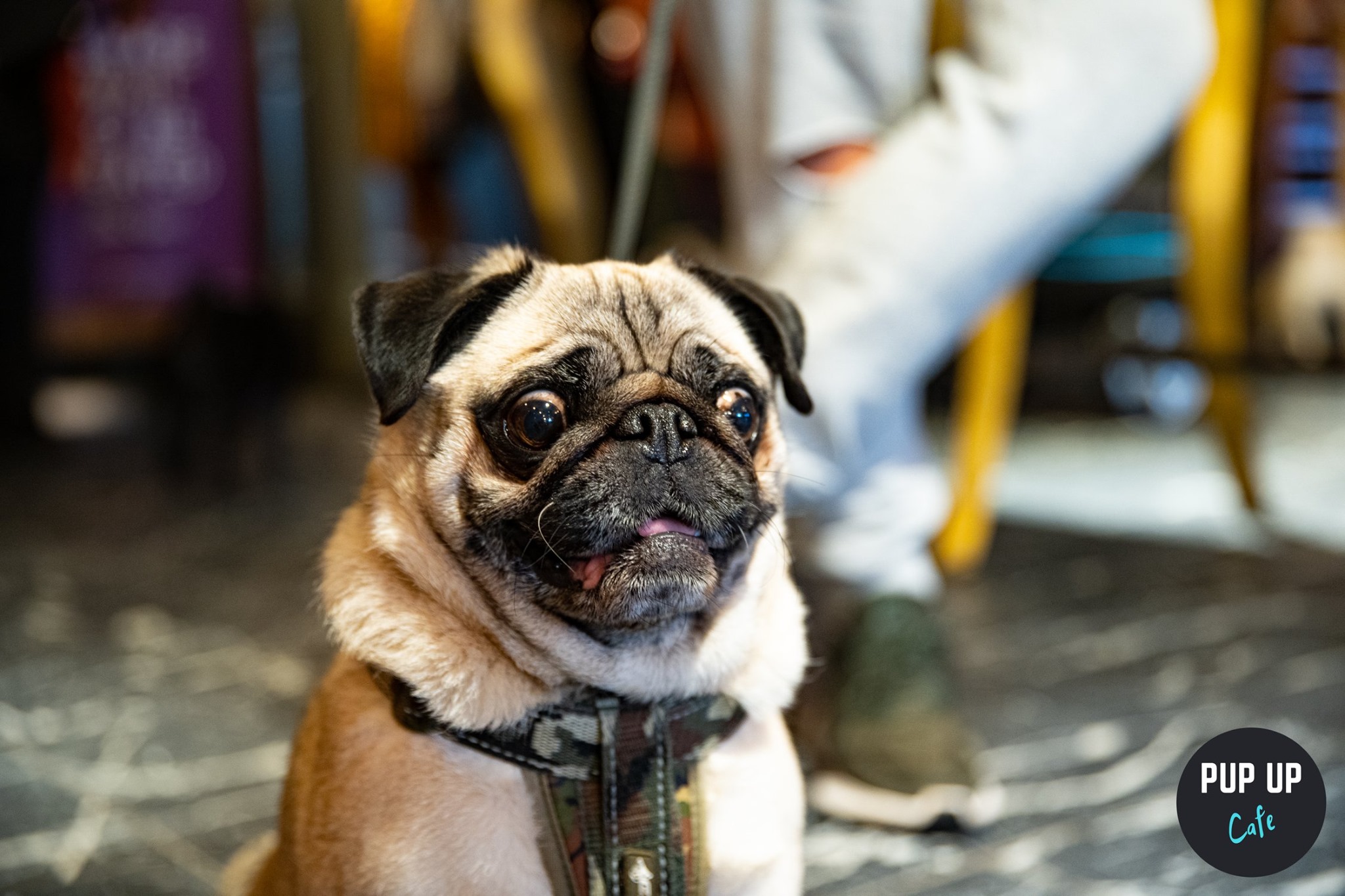 Pug & Frenchie Pup Up Cafe – Bournemouth