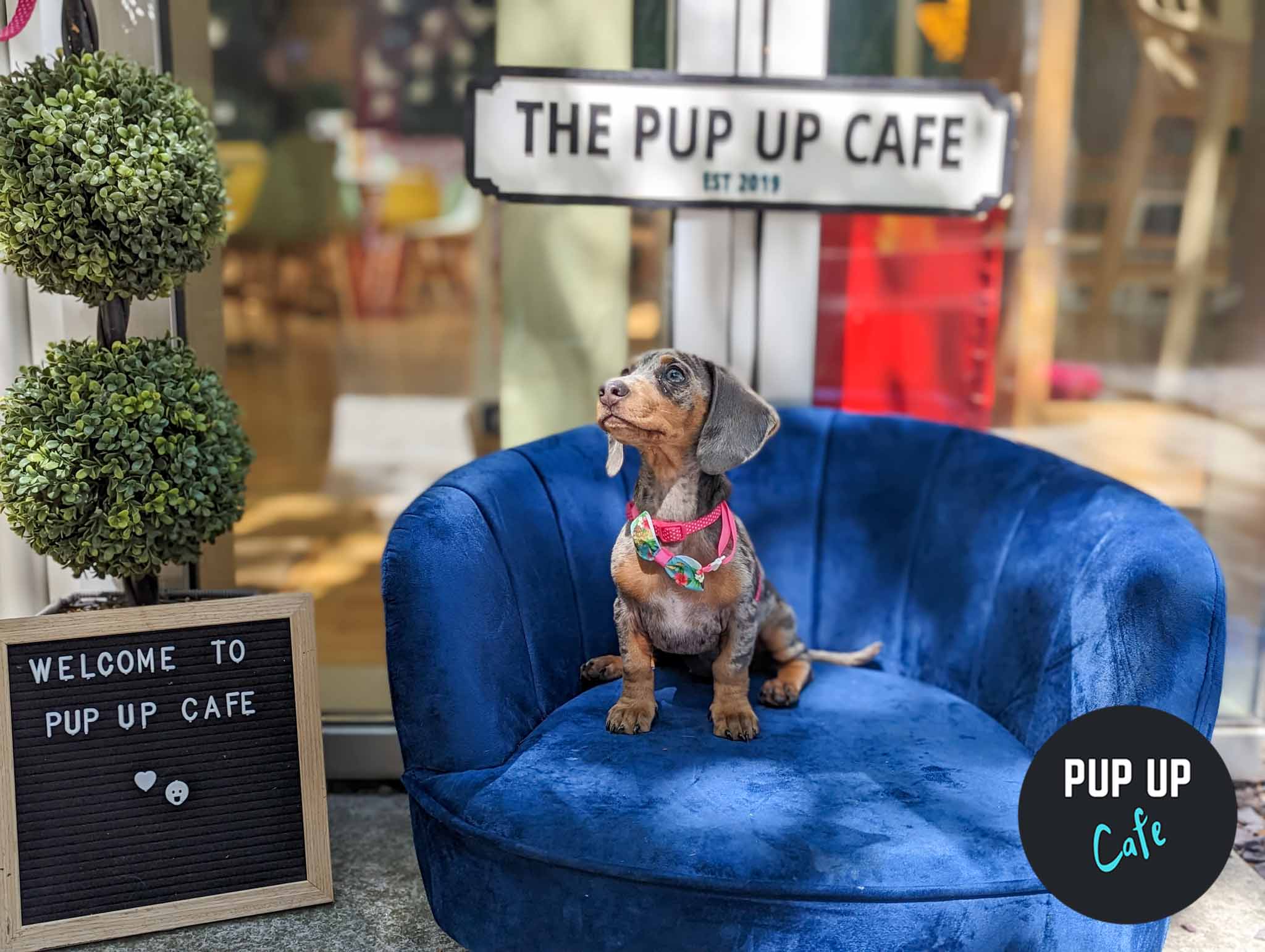 Dachshund Pup Up Cafe – Bournemouth