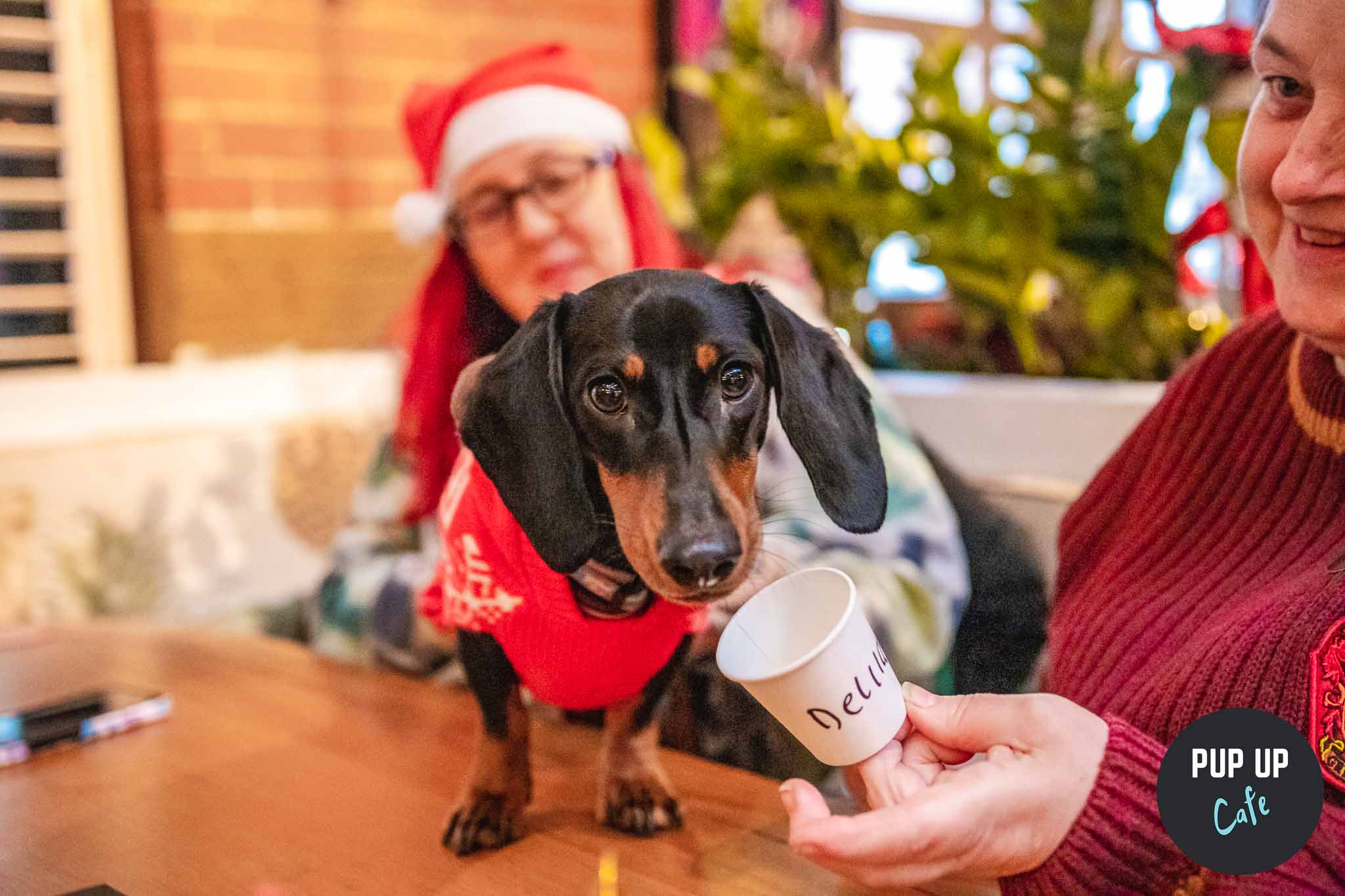 London – Dashing Dachshund Christmas Tour 🎄