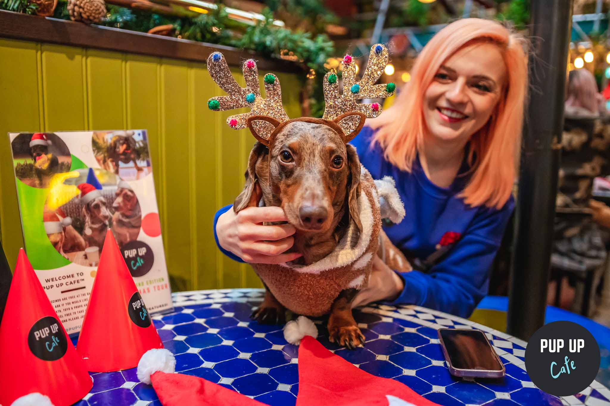 Lincoln – Dashing Dachshund Christmas Tour 🎄