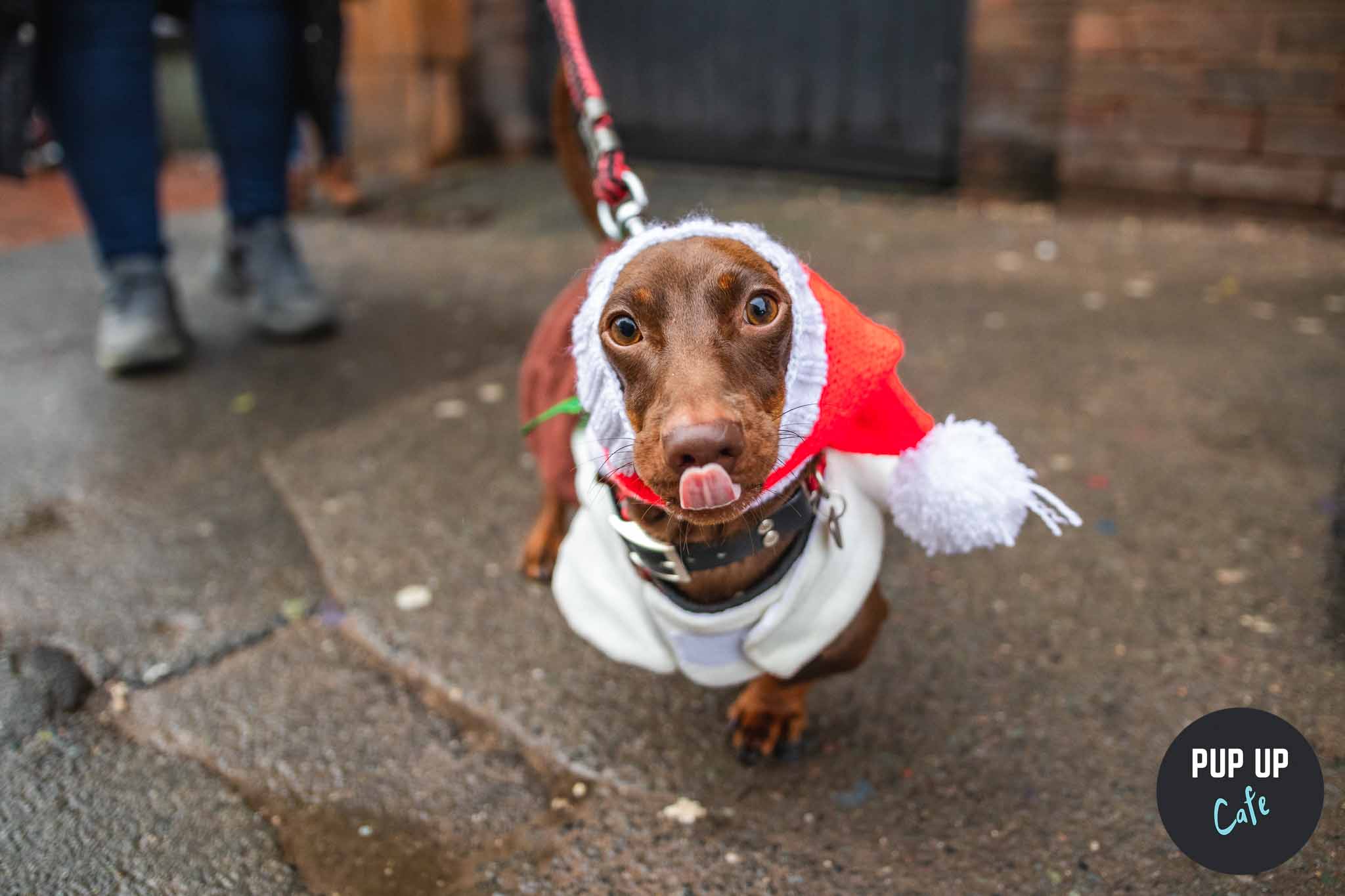 Sheffield – Dashing Dachshund Christmas Tour 🎄