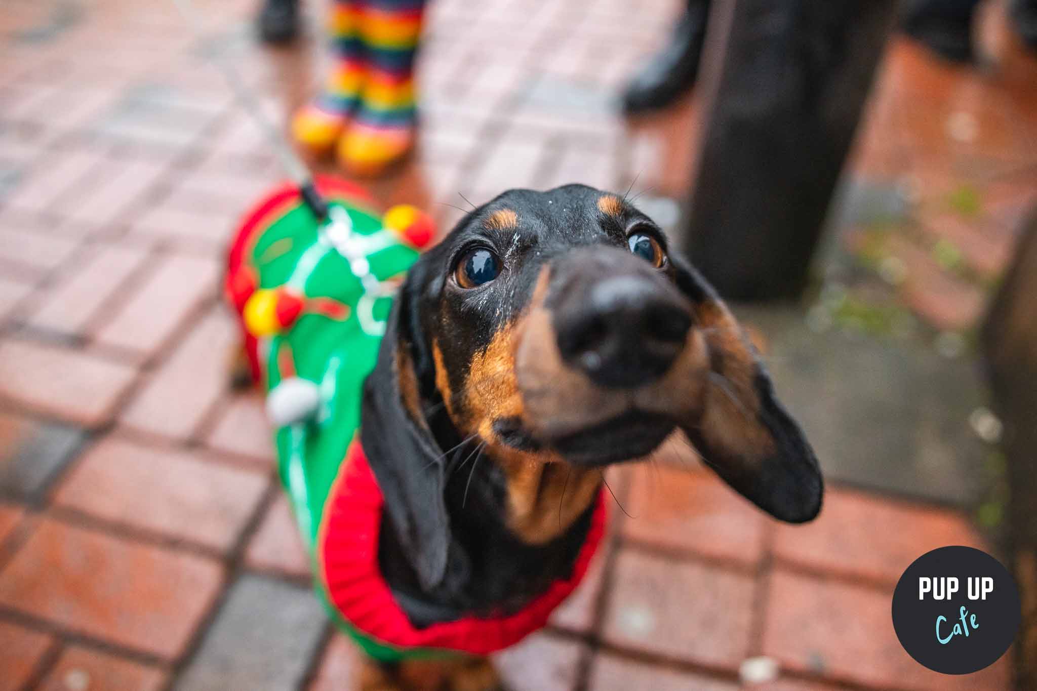 Leeds – Dashing Dachshund Christmas Tour 🎄